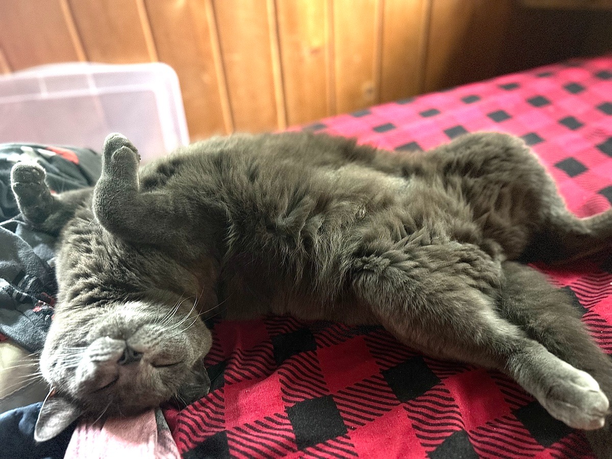 Support Dusty's urgent leg amputation! campaign photo, 2 of 5