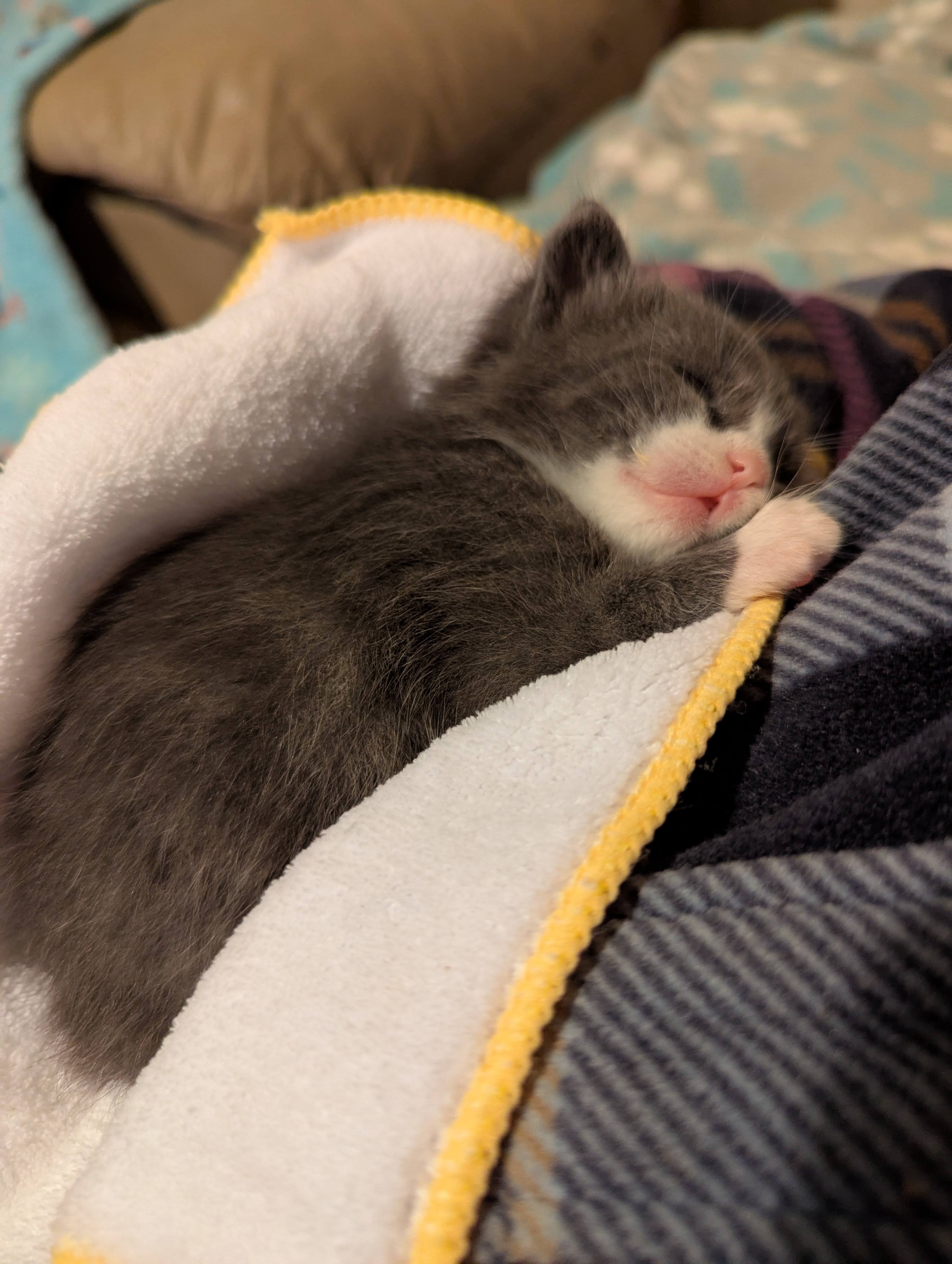Donate to Maple's Spay Surgery Fund campaign photo, 6 of 7