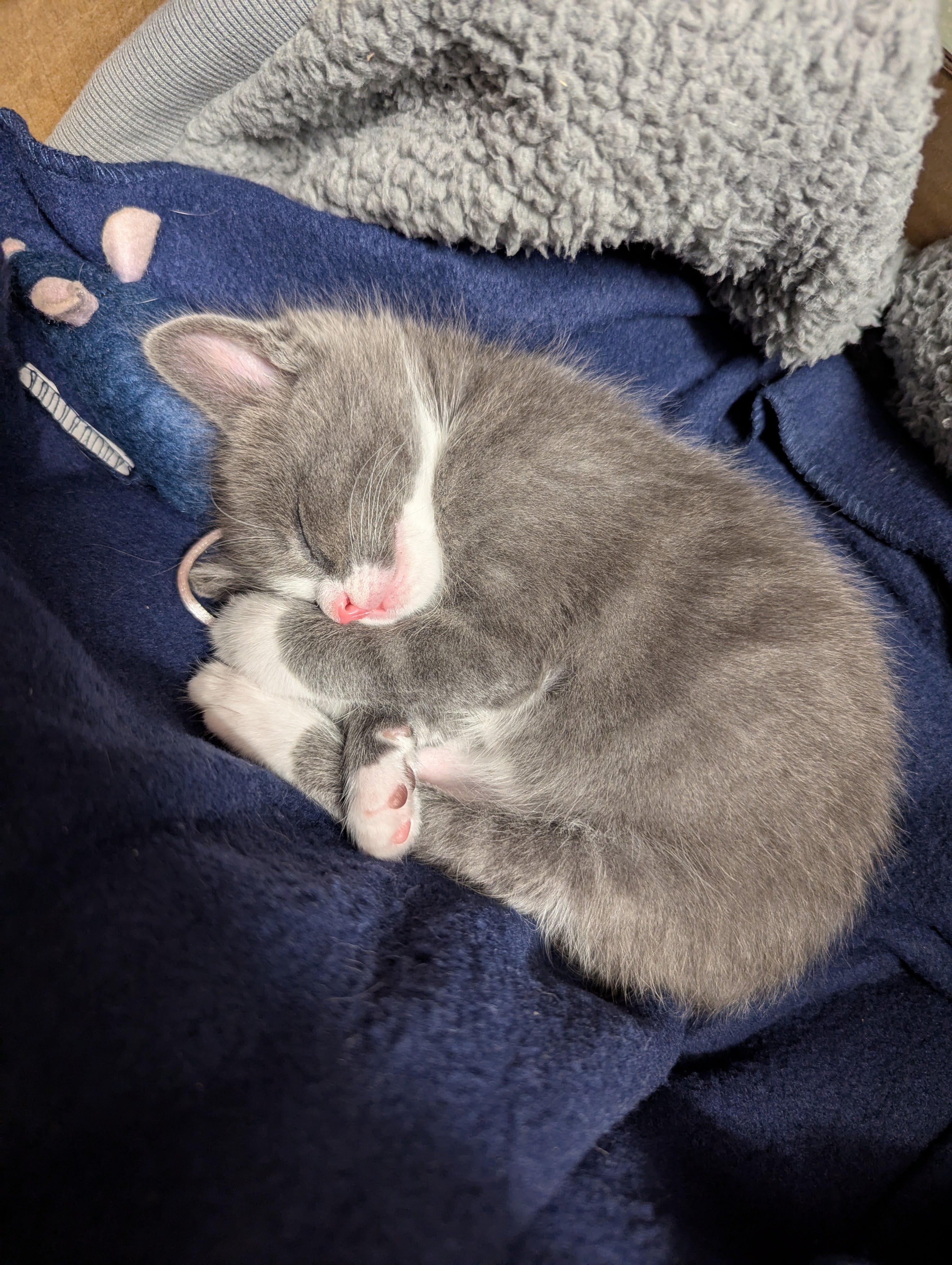 Donate to Maple's Spay Surgery Fund campaign photo, 4 of 7