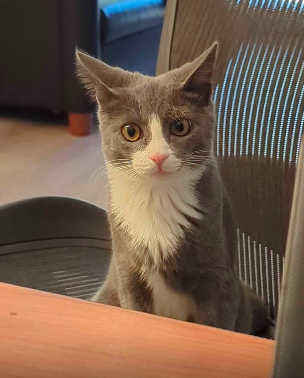 Donate to Maple's Spay Surgery Fund campaign photo, 5 of 7