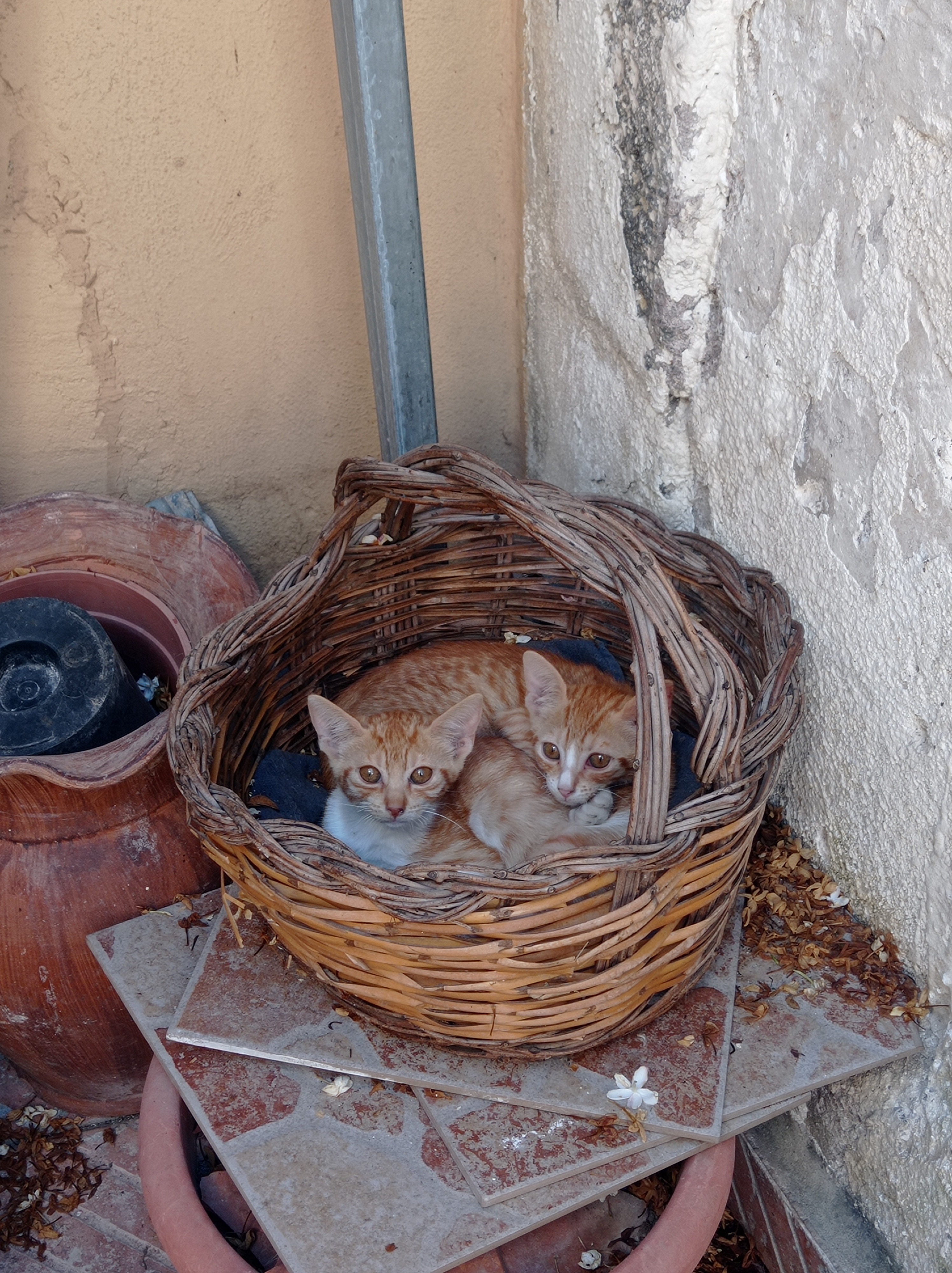 User-uploaded image 1