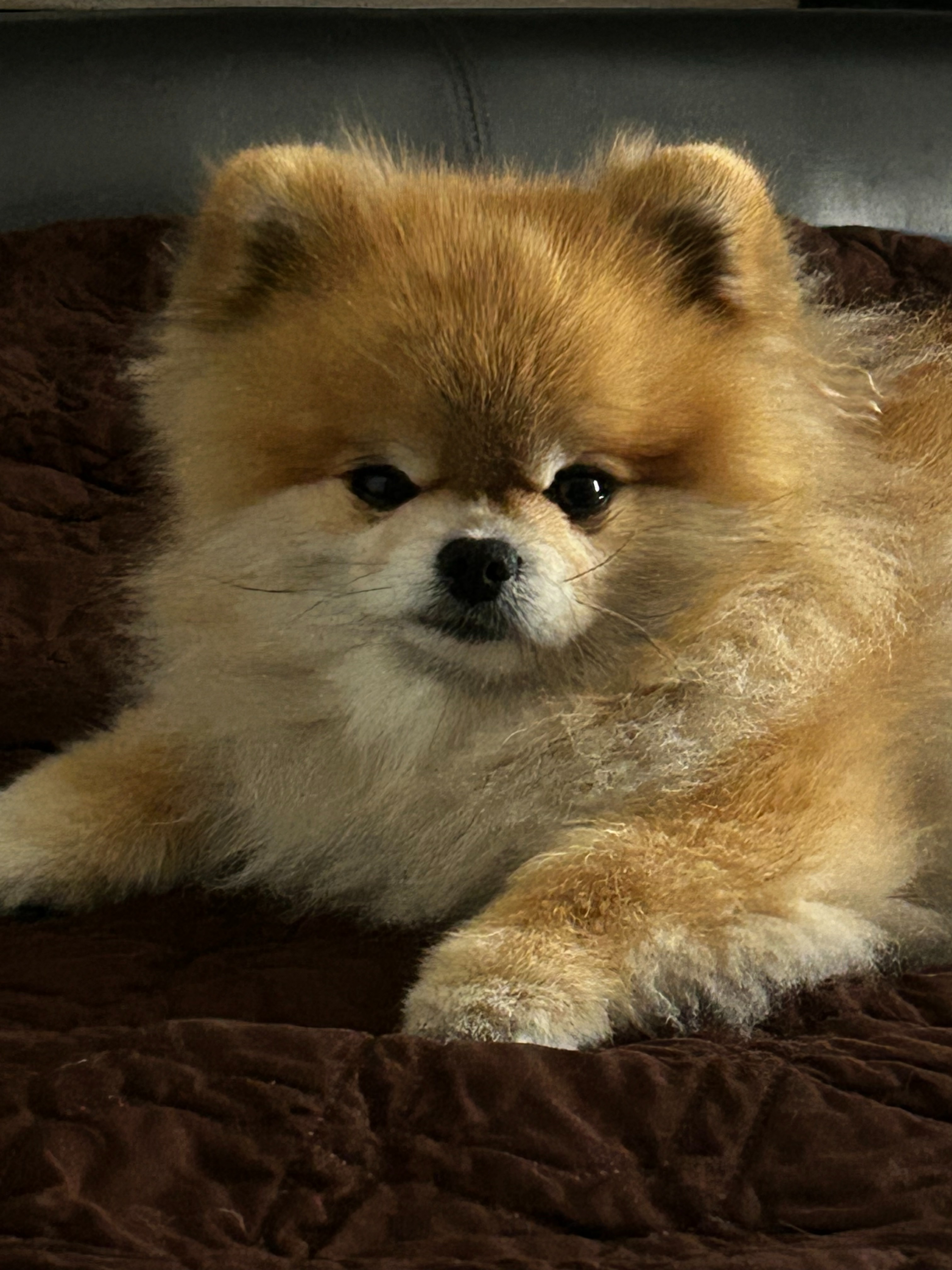 Help Save My Heart with Four Paws campaign photo, 7 of 8