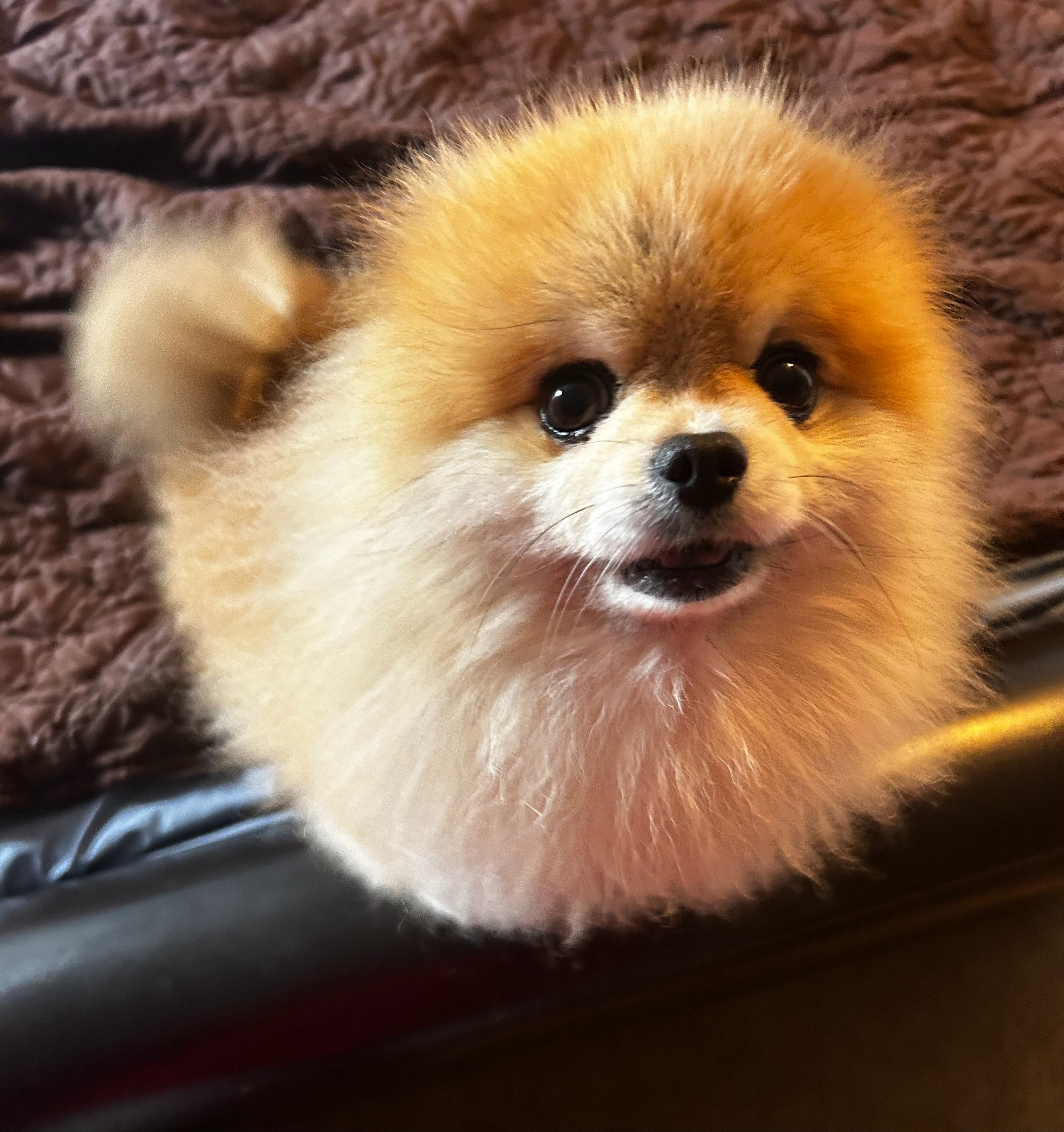 Help Save My Heart with Four Paws campaign photo, 2 of 8