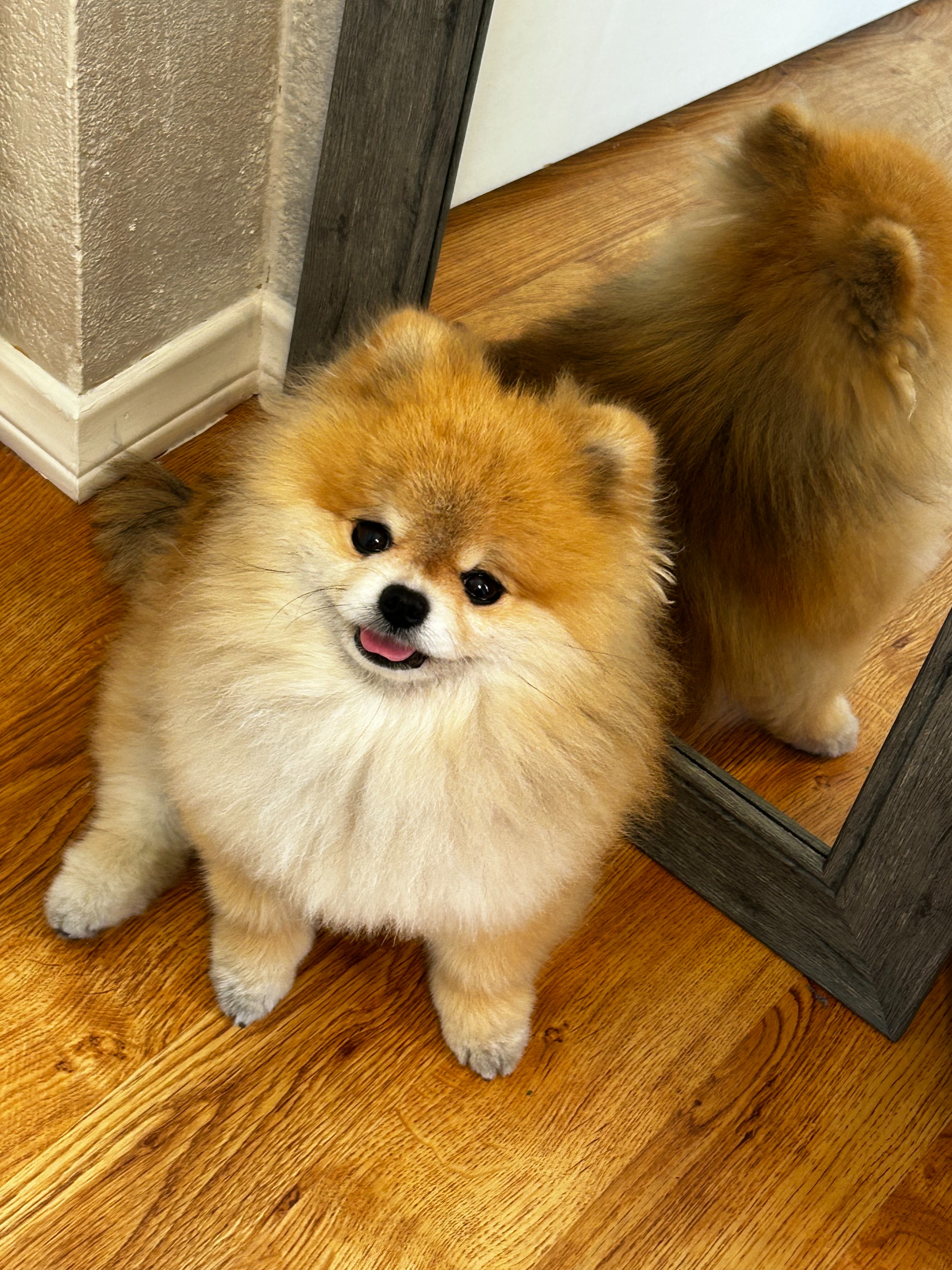 Help Save My Heart with Four Paws campaign photo, 4 of 8