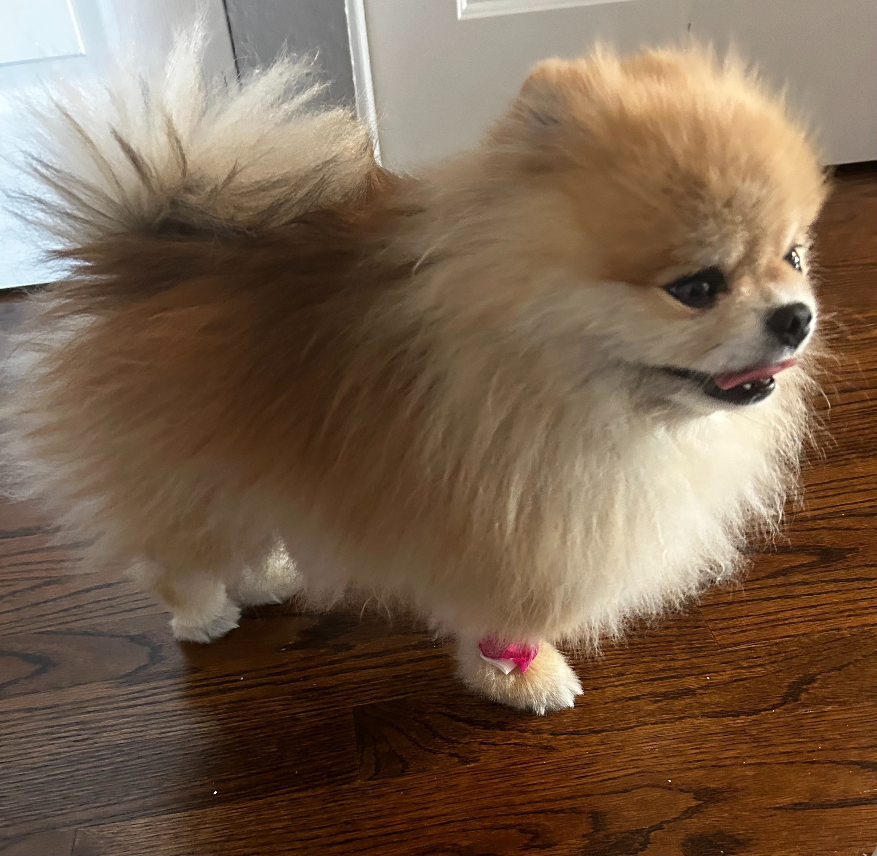 Help Save My Heart with Four Paws campaign photo, 5 of 8