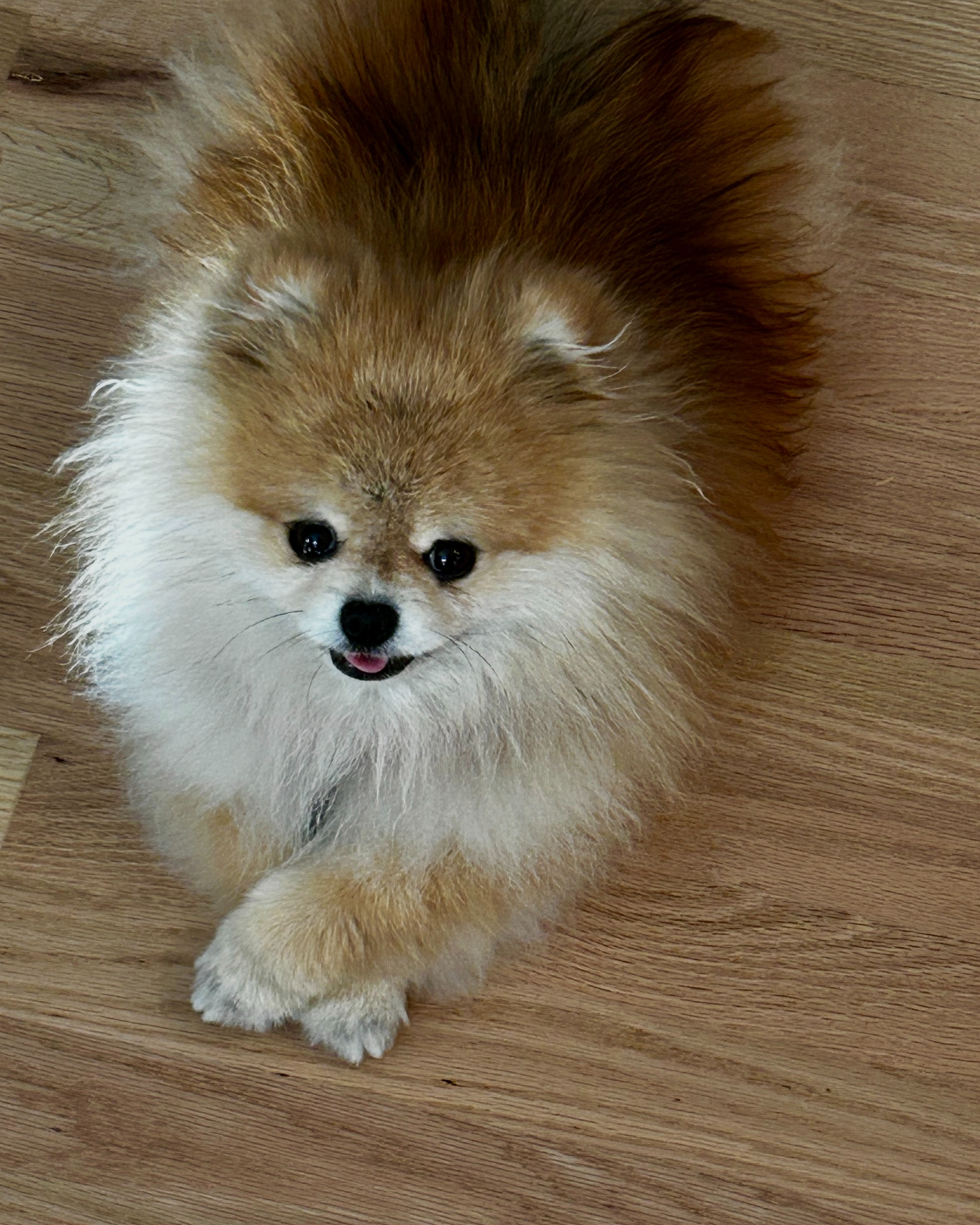Help Save My Heart with Four Paws campaign photo, 6 of 8
