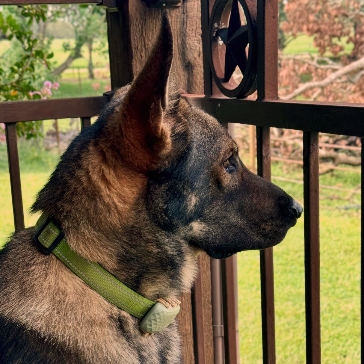 Bear’s Big Heart, Bigger Bills: Help His Surgery Recovery ! campaign photo, 7 of 8