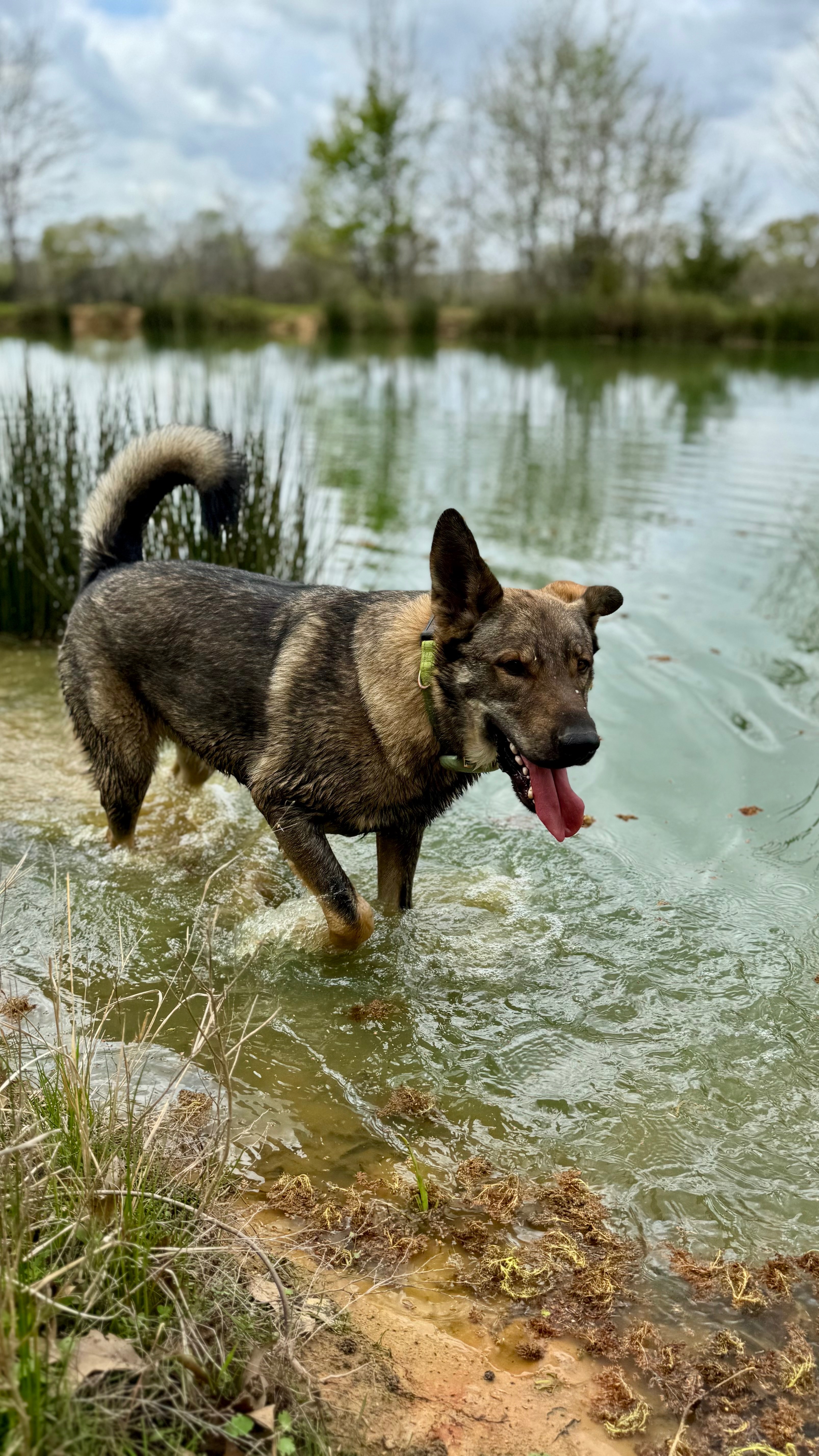 Bear’s Big Heart, Bigger Bills: Help His Surgery Recovery ! campaign photo, 4 of 8