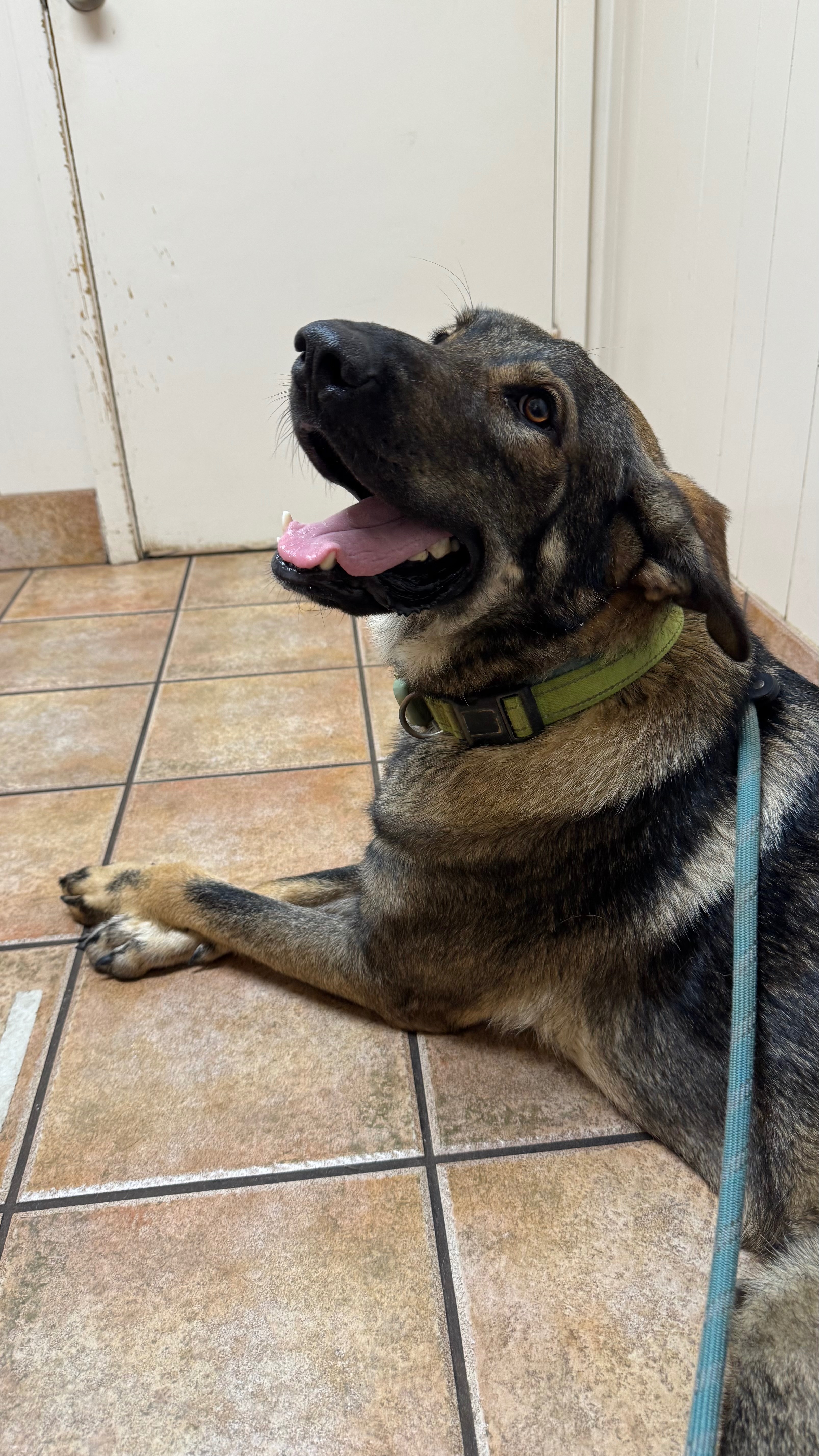 Bear’s Big Heart, Bigger Bills: Help His Surgery Recovery ! campaign photo, 5 of 8