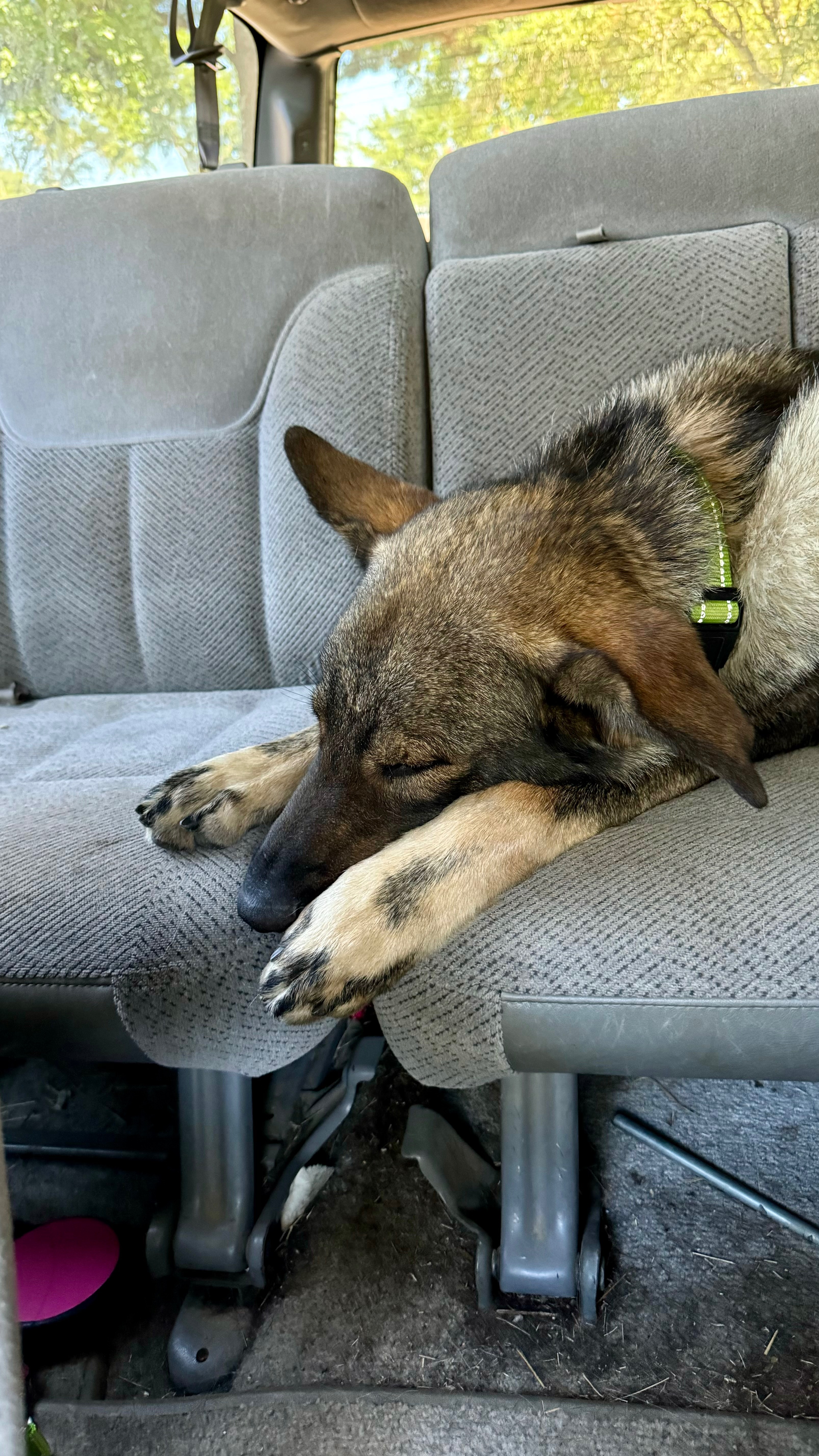 Bear’s Big Heart, Bigger Bills: Help His Surgery Recovery ! campaign photo, 6 of 8