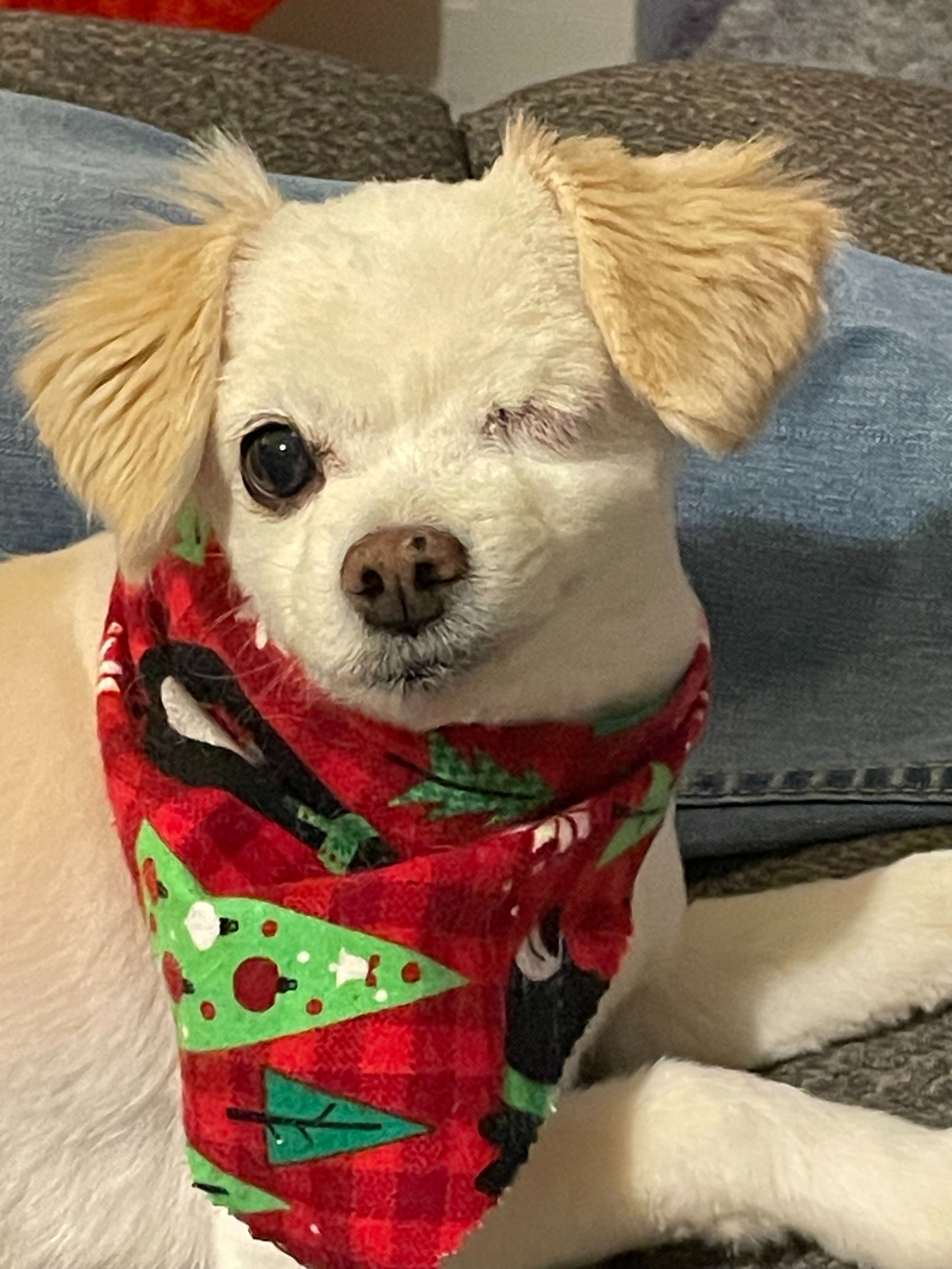 Support Ebbie's Journey to Healing and Comfort campaign photo, 4 of 8