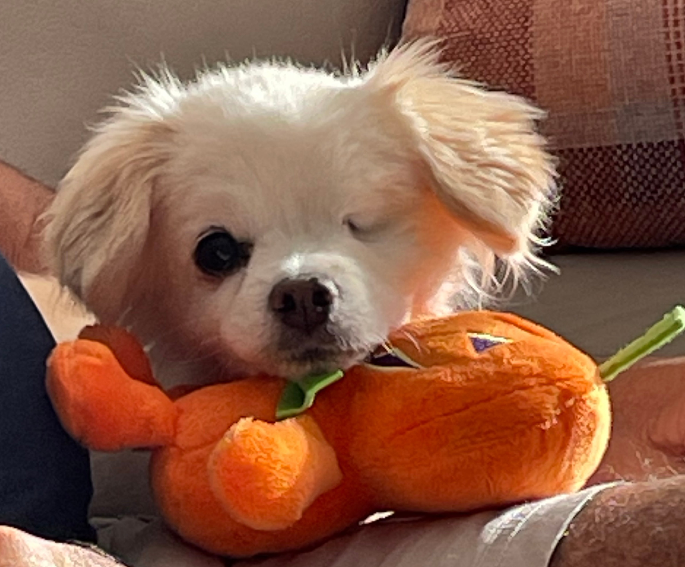 Support Ebbie's Journey to Healing and Comfort campaign photo, 5 of 8