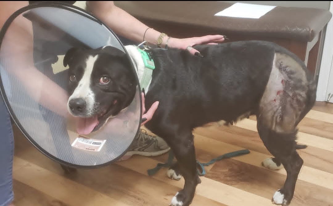 Help Babygurl Get Life-Saving Surgery campaign photo, 2 of 7