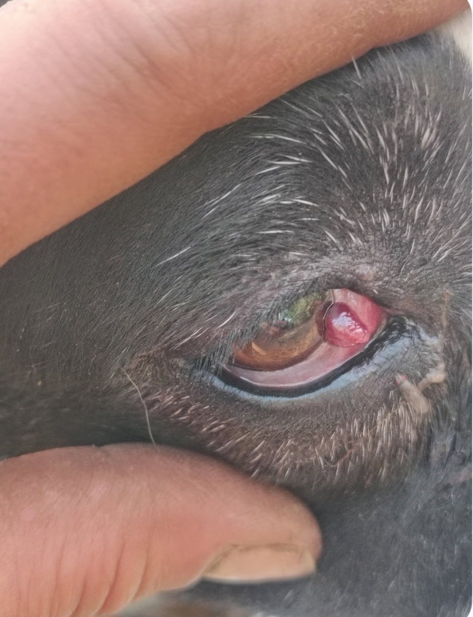 Help Babygurl Get Life-Saving Surgery campaign photo, 5 of 7