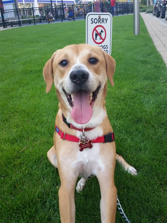 Help Dog Fight Canine Lymphoma campaign photo, 7 of 7