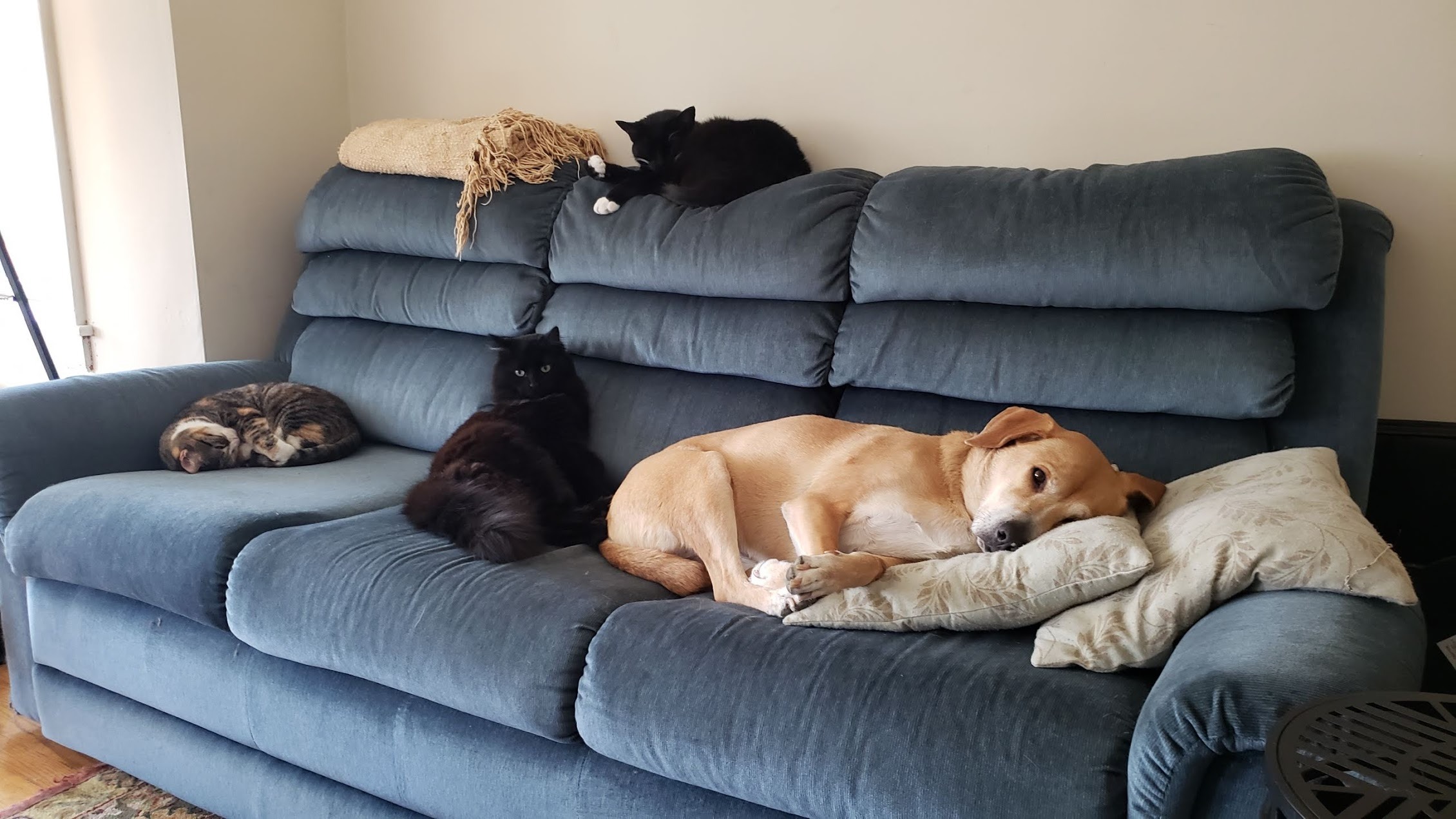 Help Dog Fight Canine Lymphoma campaign photo, 6 of 7