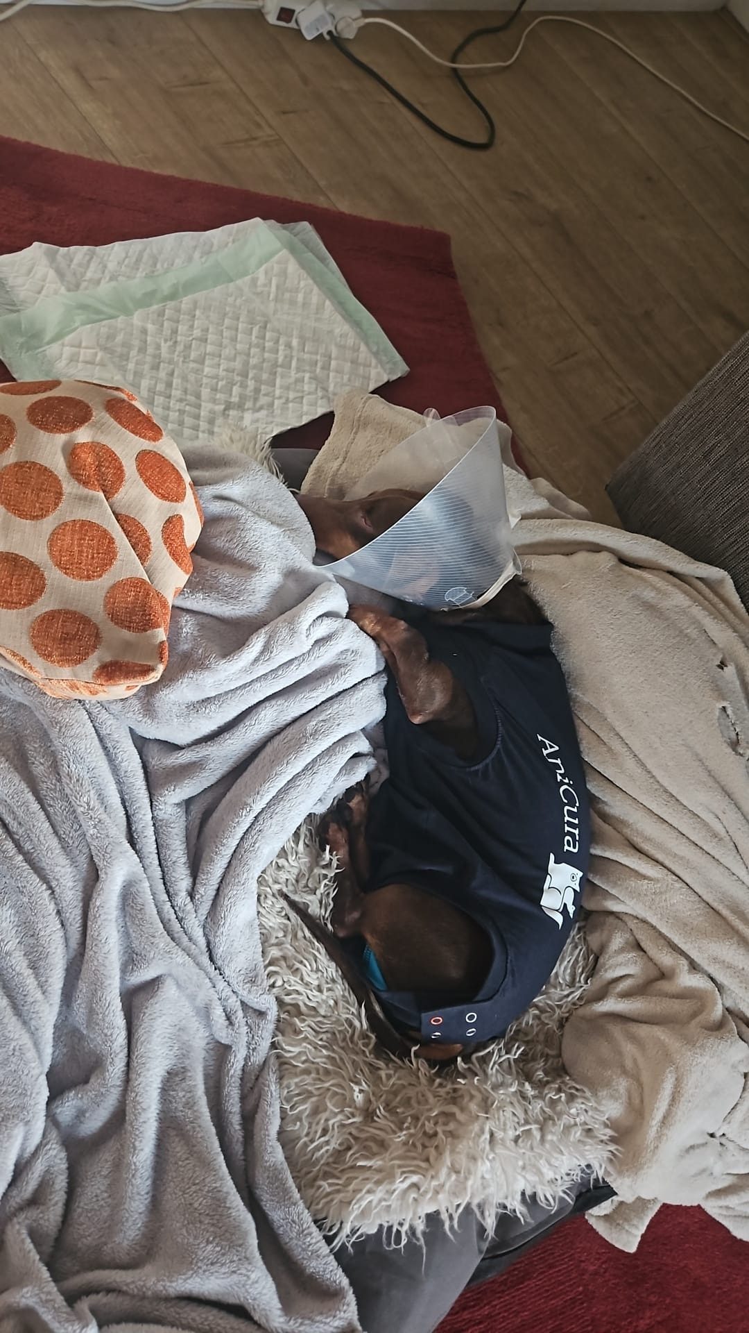 Help Teckel Teun op de pootjes! campaign photo, 4 of 5