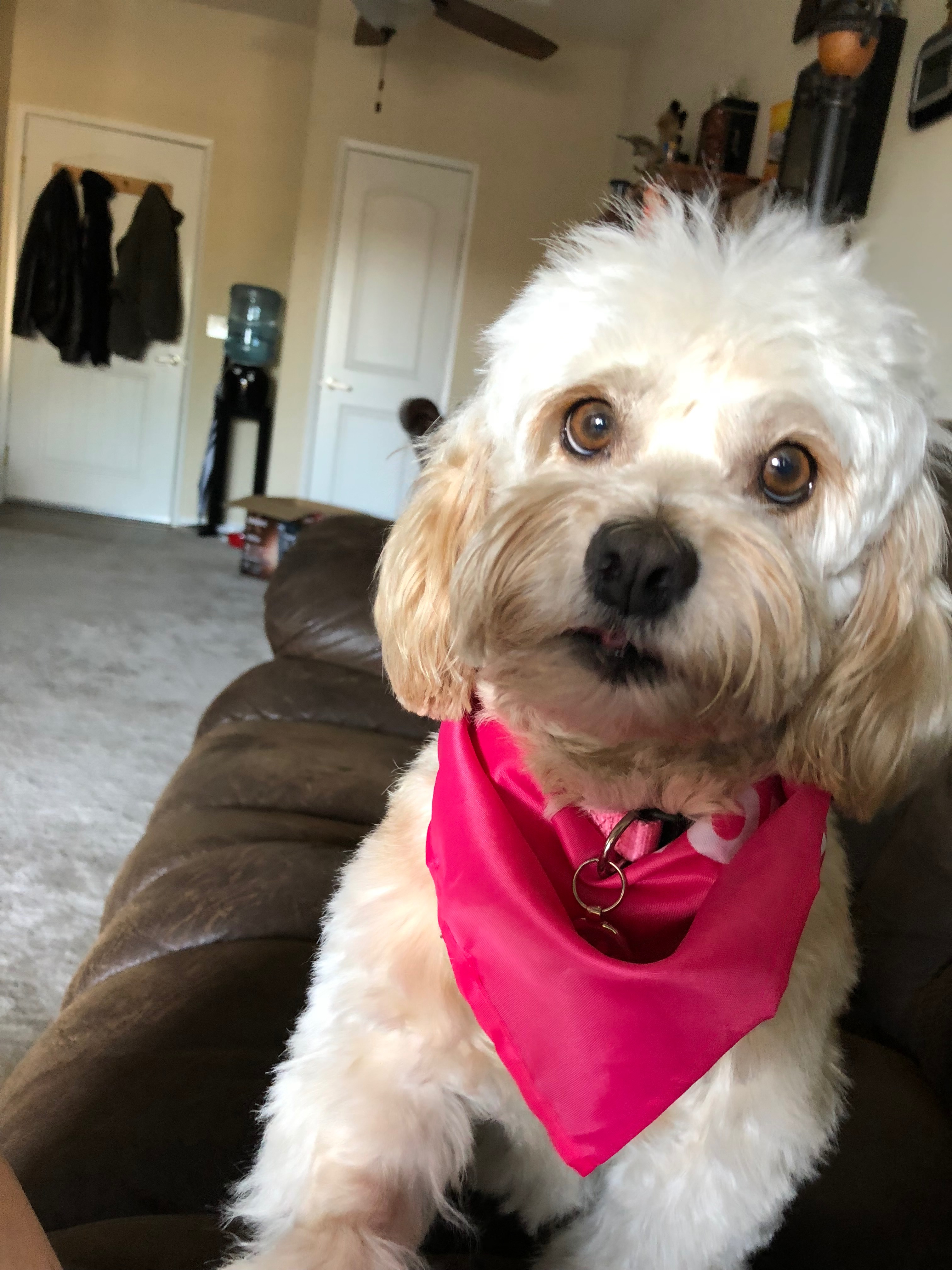 Save Kona: Urgent Surgery Needed campaign photo, 2 of 7