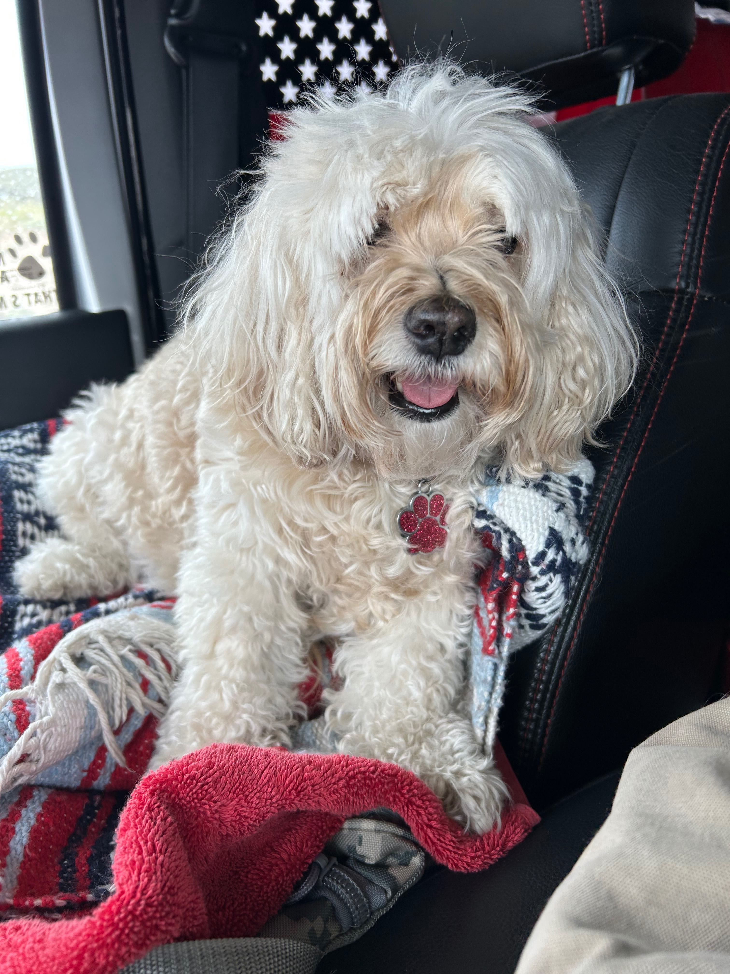 Save Kona: Urgent Surgery Needed campaign photo, 4 of 7