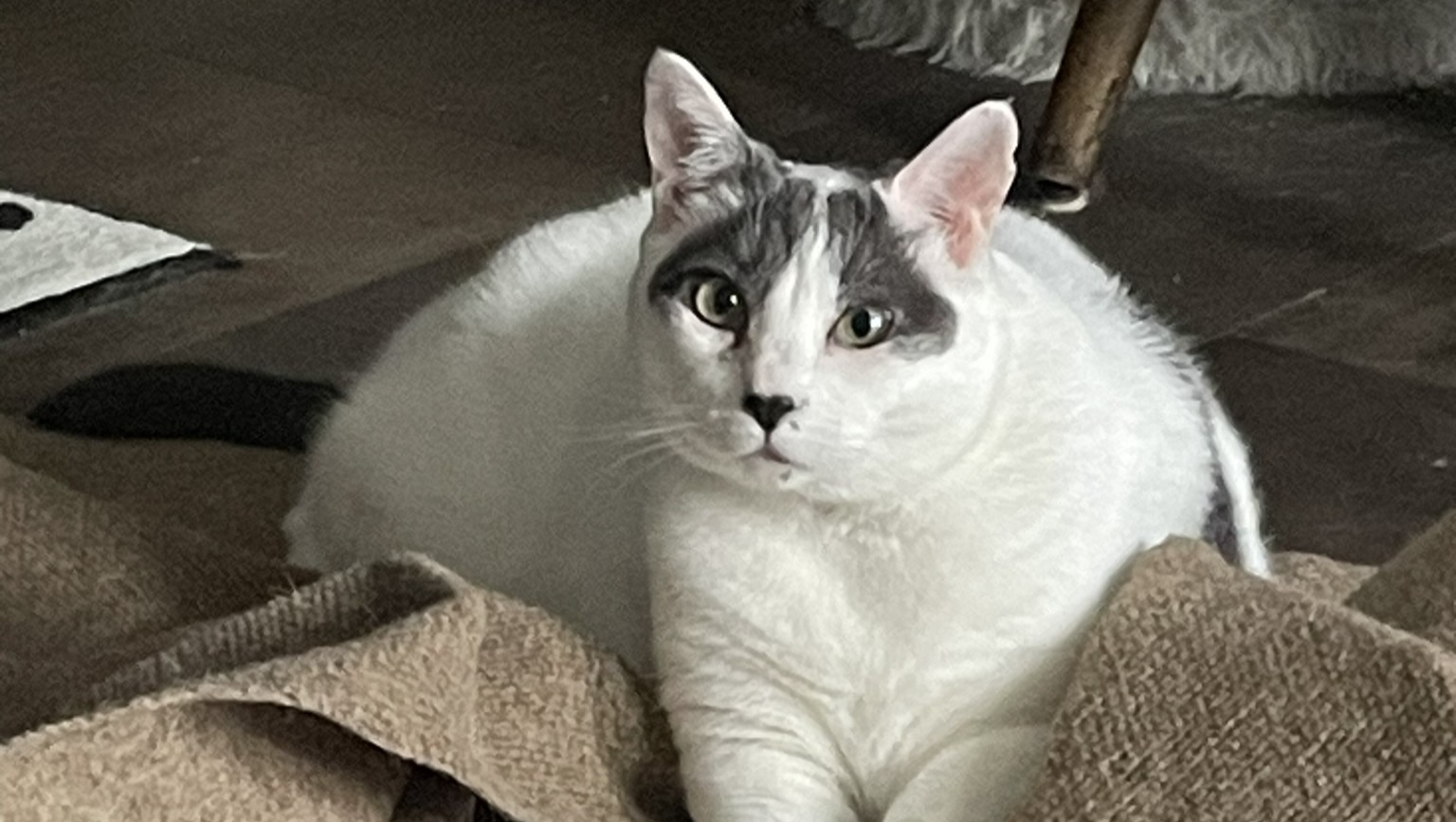 Donate to help Julie Carpenter medical and living expenses photo