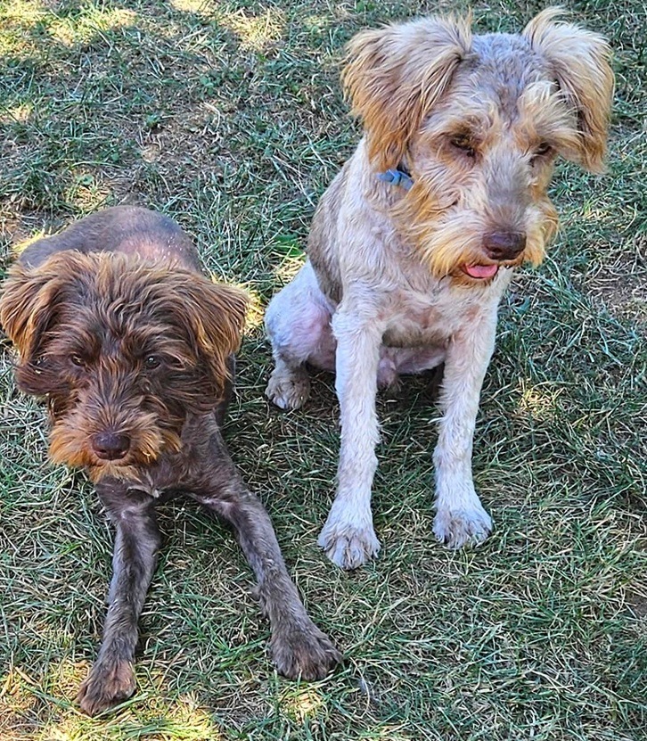 Donate to Save Rescued Schnauzers campaign photo, 7 of 8