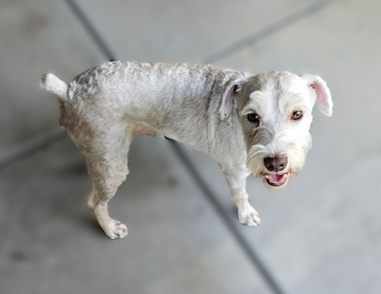 Donate to Save Rescued Schnauzers campaign photo, 2 of 8