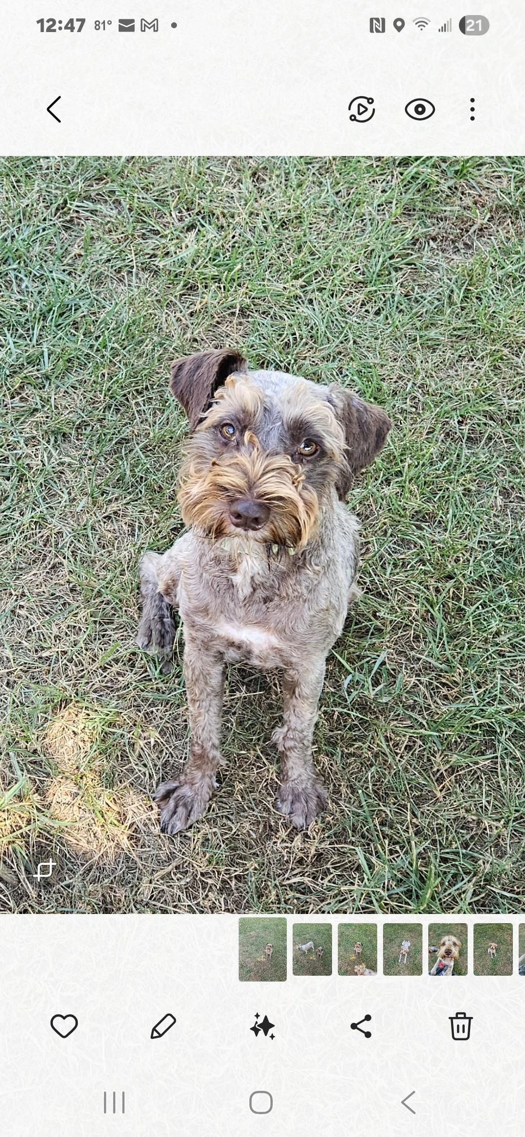 Donate to Save Rescued Schnauzers campaign photo, 4 of 8