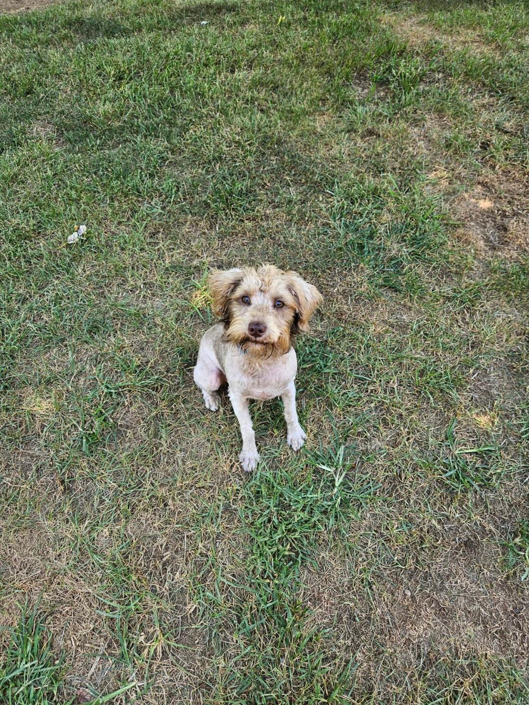 Donate to Save Rescued Schnauzers campaign photo, 5 of 8