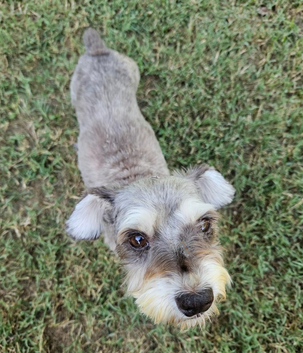 Donate to Save Rescued Schnauzers campaign photo, 6 of 8