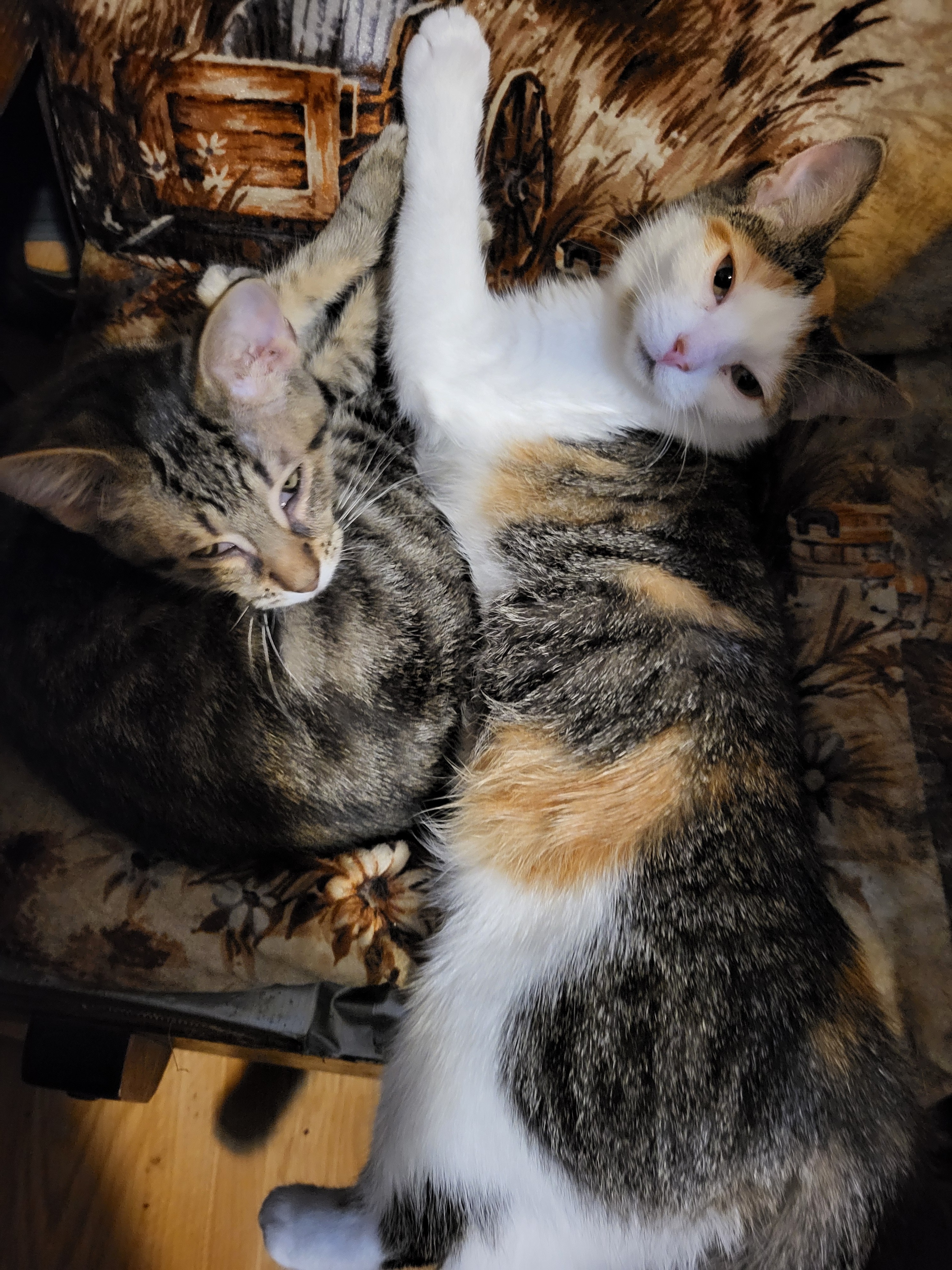 Donate to Save Honey: Our Beloved Kitten's Fight campaign photo, 7 of 8