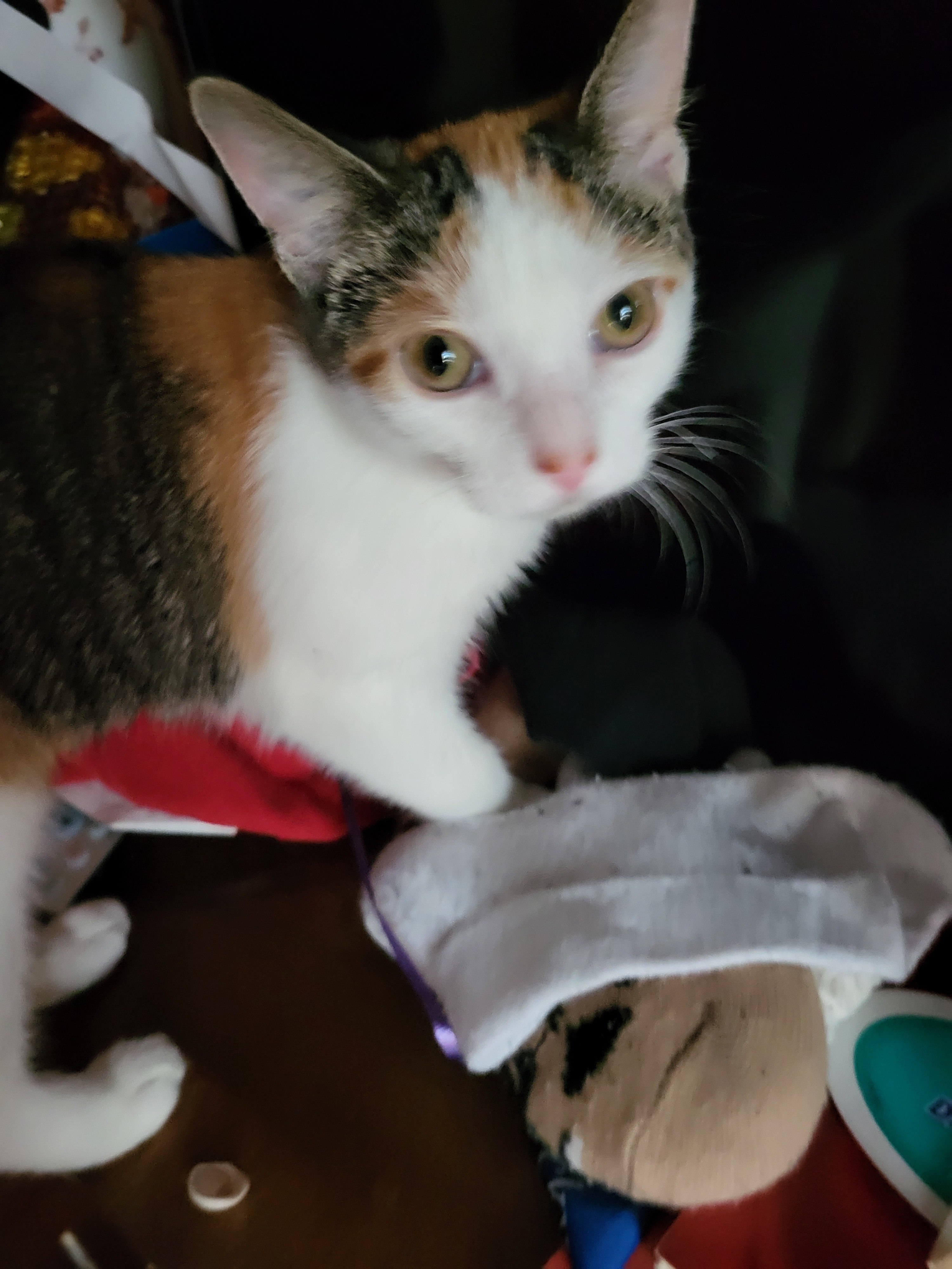 Donate to Save Honey: Our Beloved Kitten's Fight campaign photo, 2 of 8