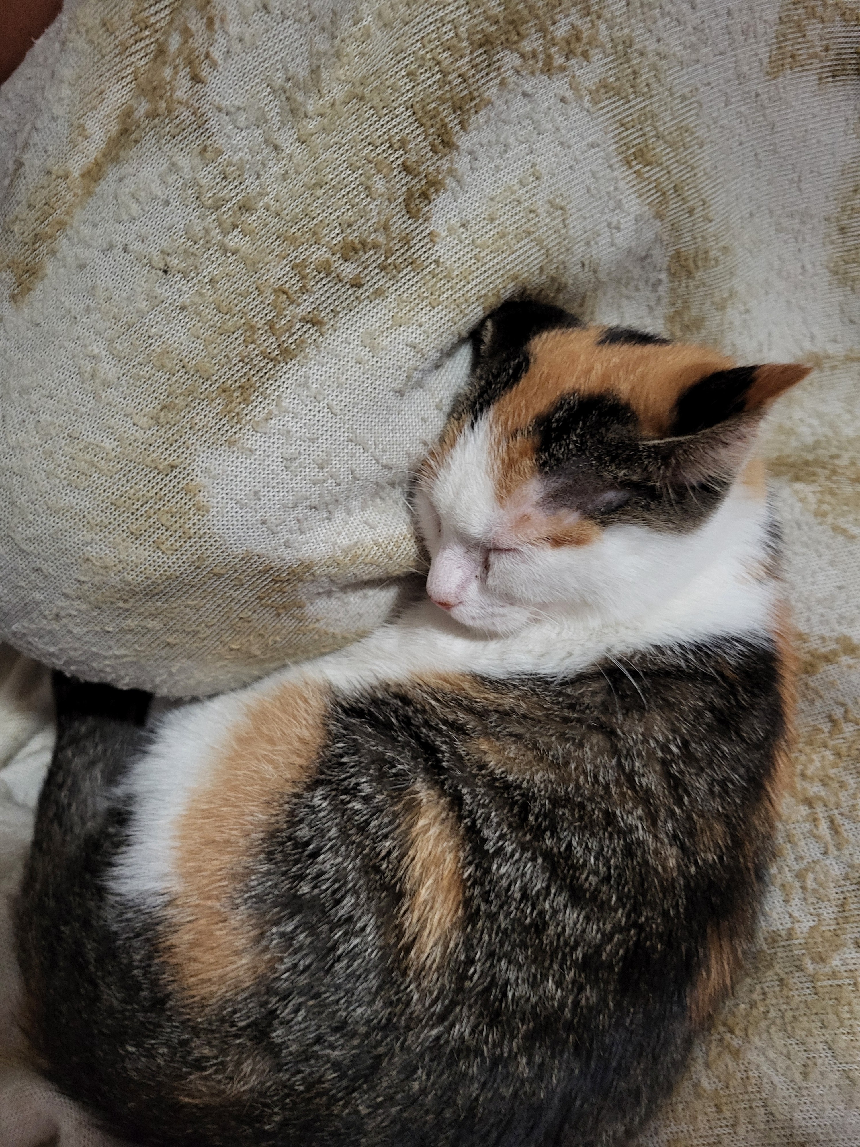 Donate to Save Honey: Our Beloved Kitten's Fight campaign photo, 4 of 8