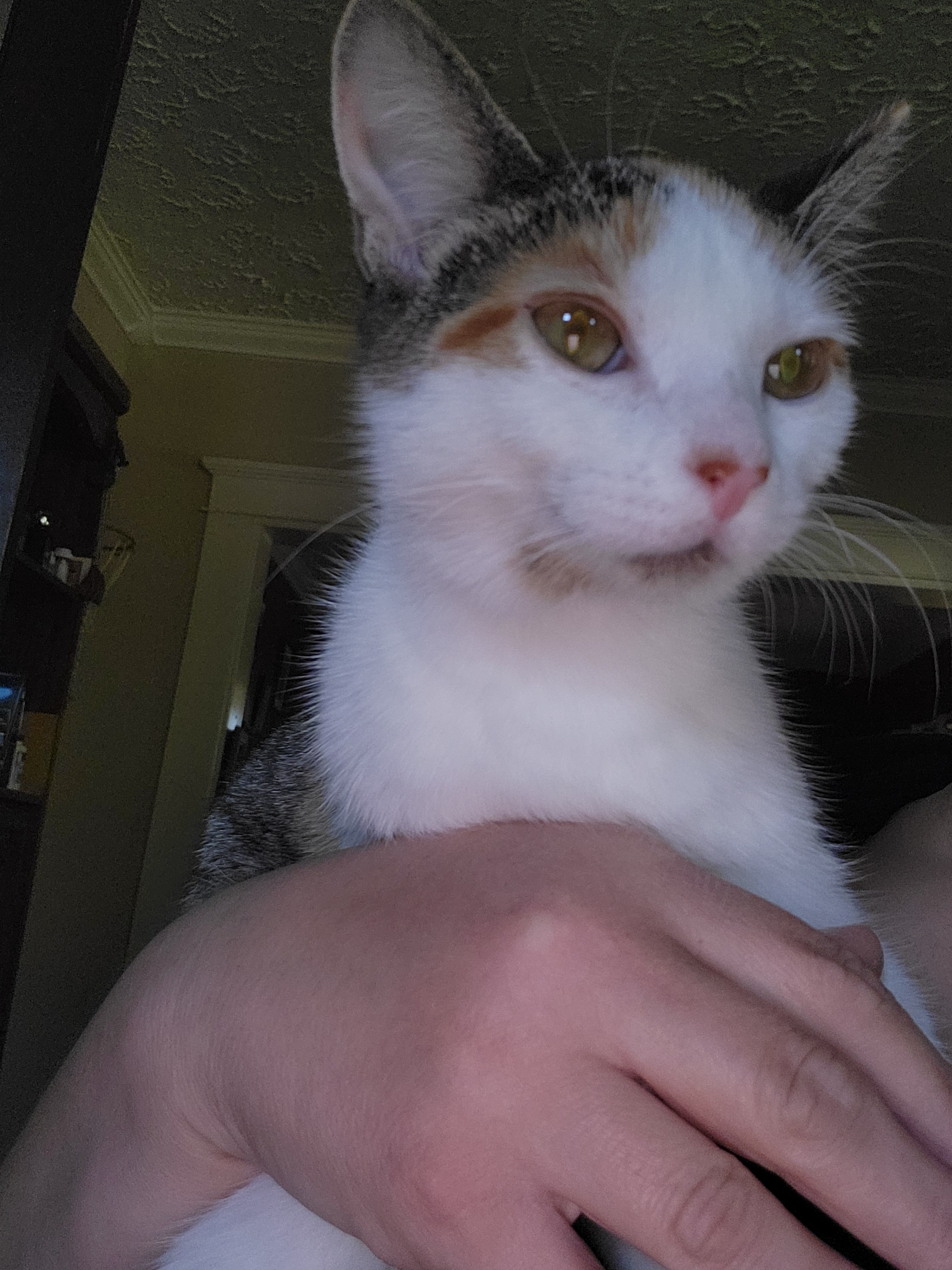 Donate to Save Honey: Our Beloved Kitten's Fight campaign photo, 6 of 8