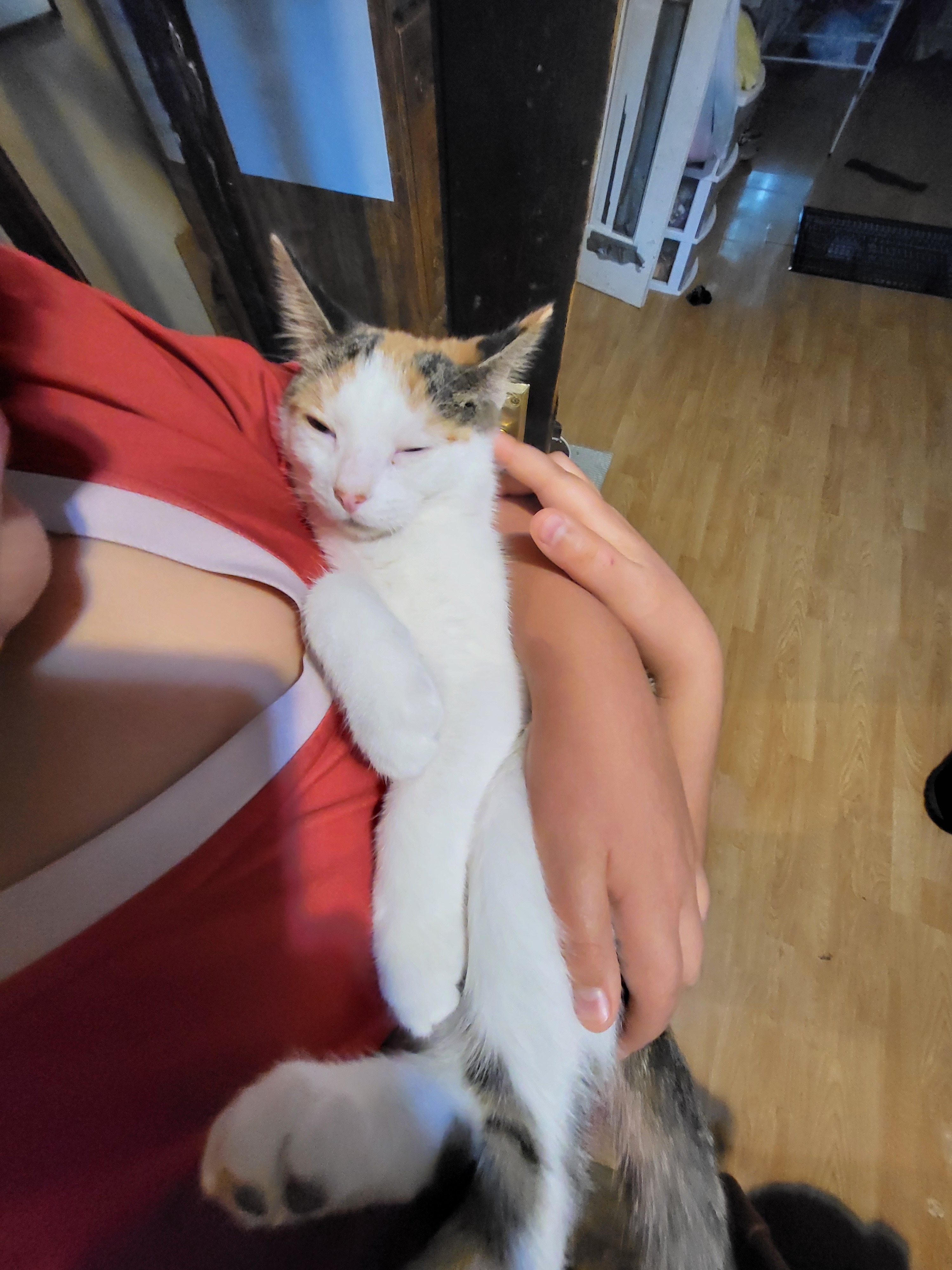 Donate to Save Honey: Our Beloved Kitten's Fight campaign photo, 5 of 8