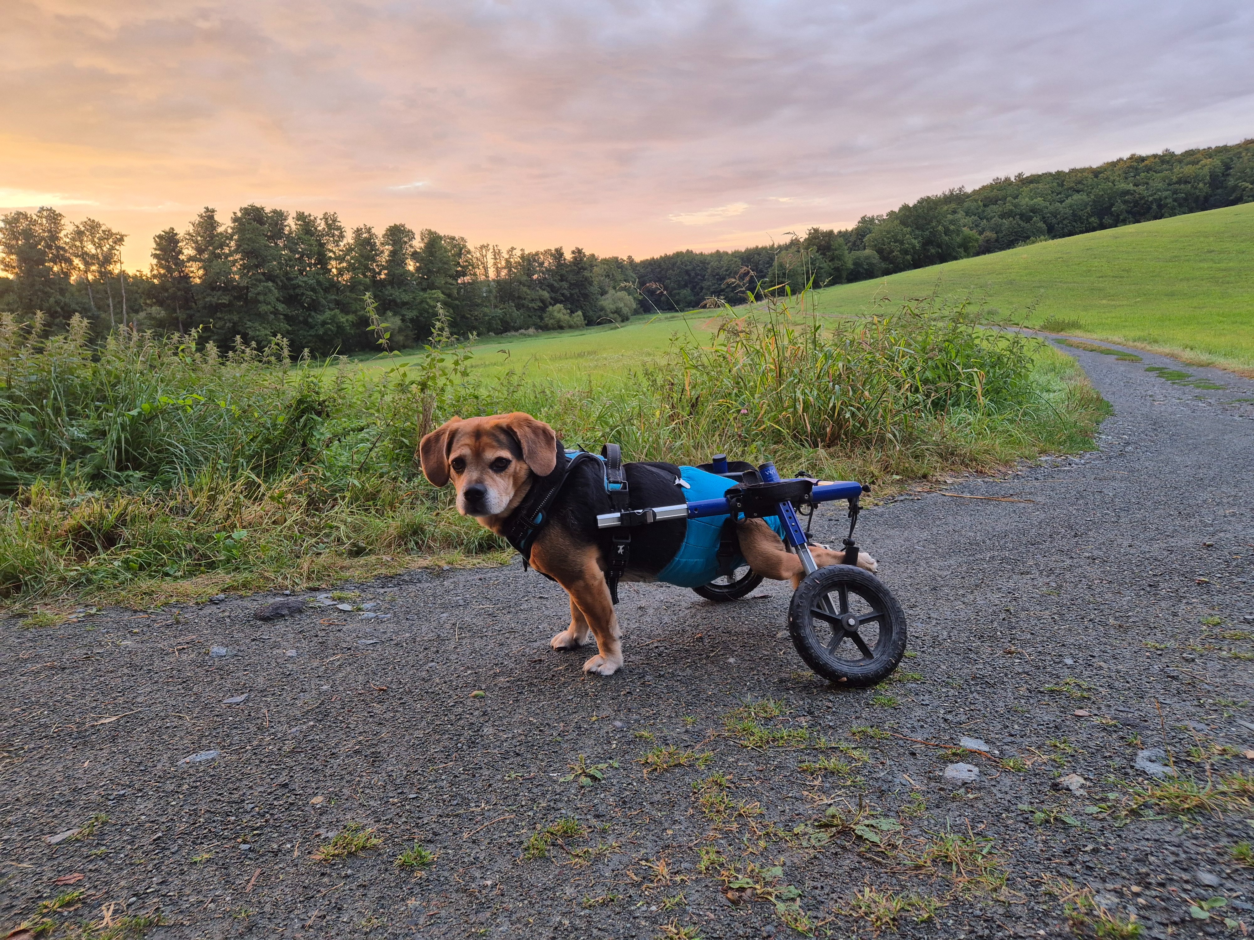 Milo hat einen BS-Vorfall und braucht deine Hilfe campaign photo, 6 of 7