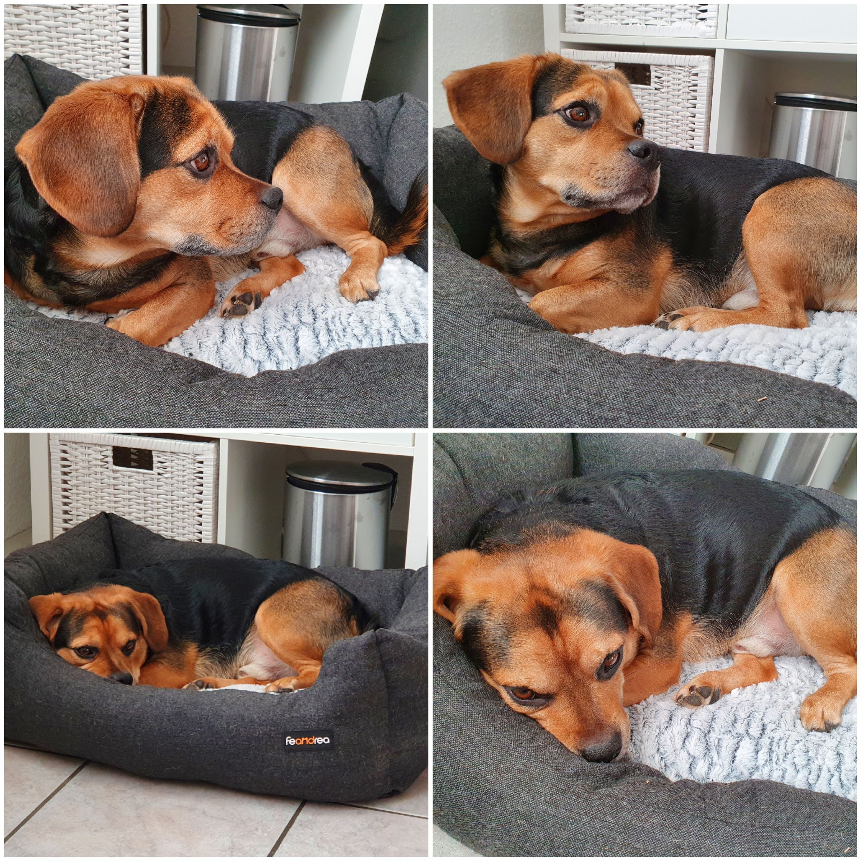 Milo hat einen BS-Vorfall und braucht deine Hilfe campaign photo, 5 of 7