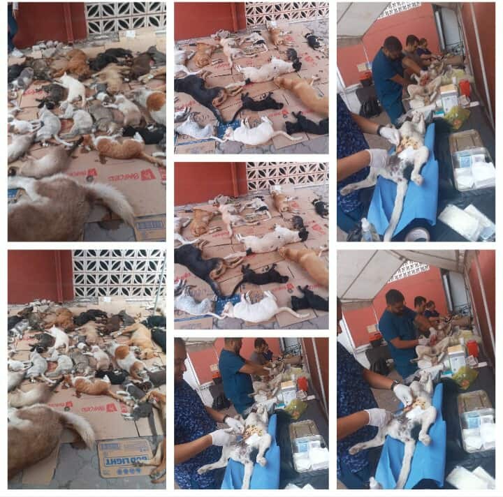 Esterilizar 100 lomitos callejeros campaign photo, 2 of 4