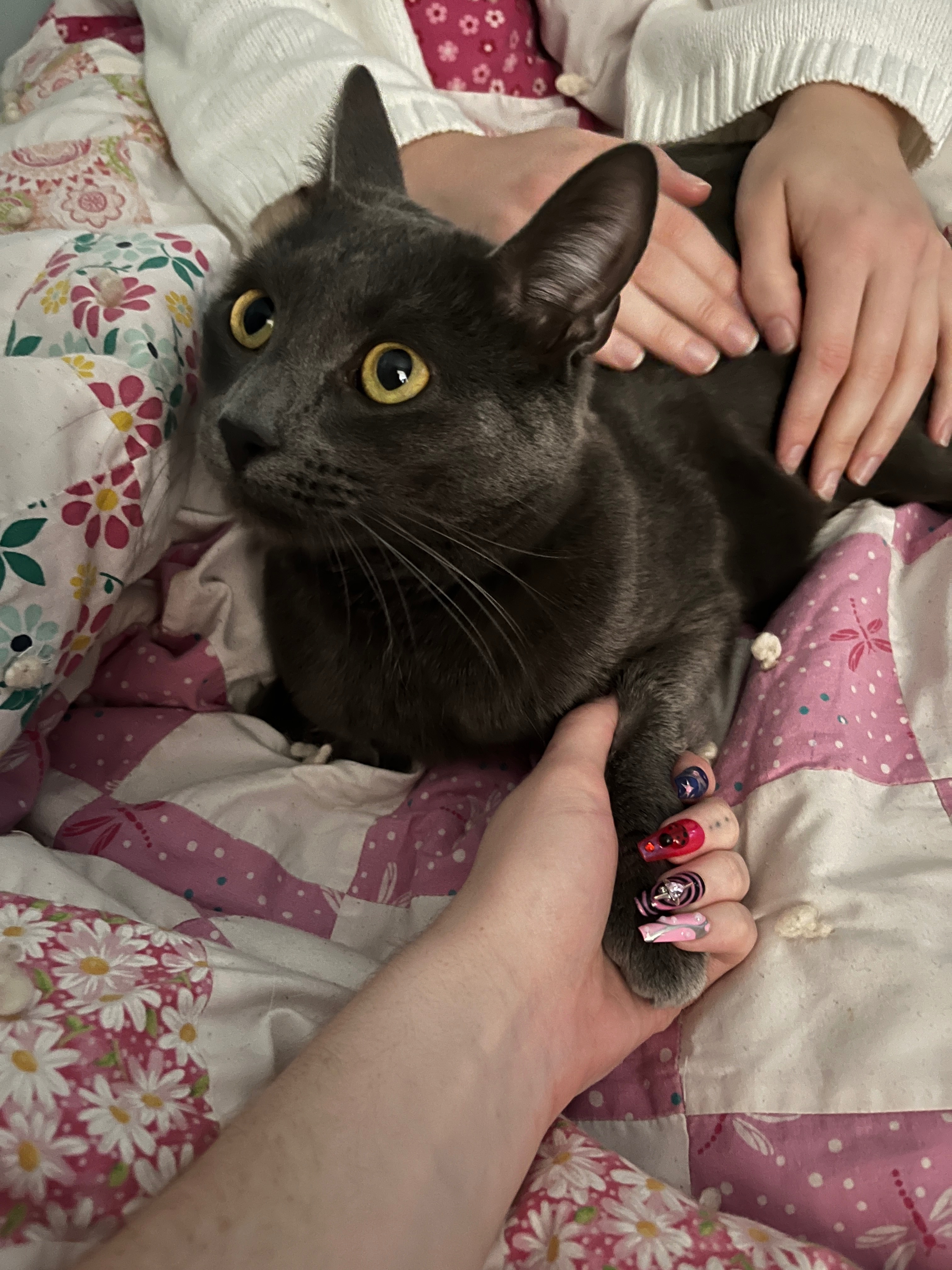 Sweet Milo’s Kidney Stone Surgery campaign photo, 7 of 8