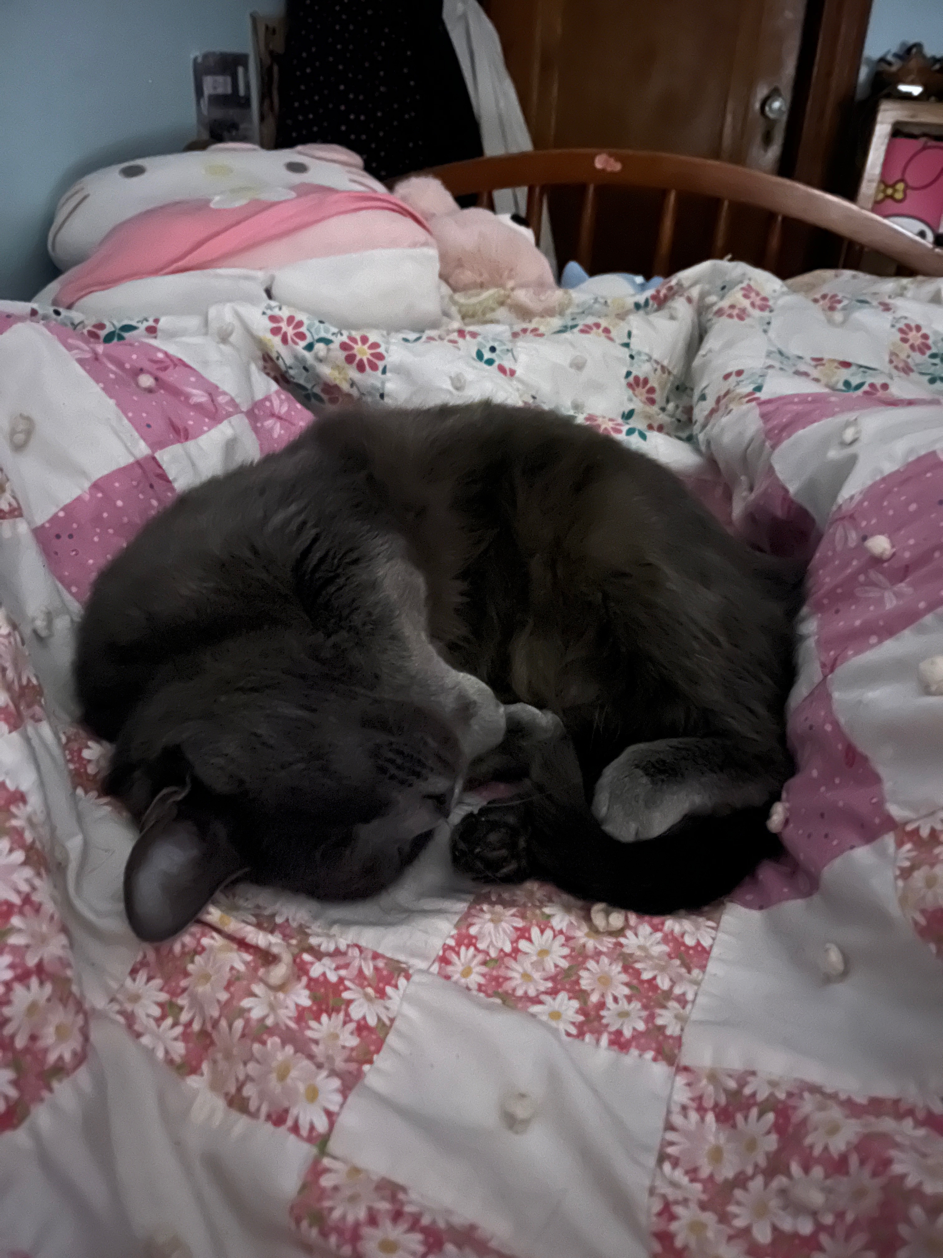 Sweet Milo’s Kidney Stone Surgery campaign photo, 5 of 8