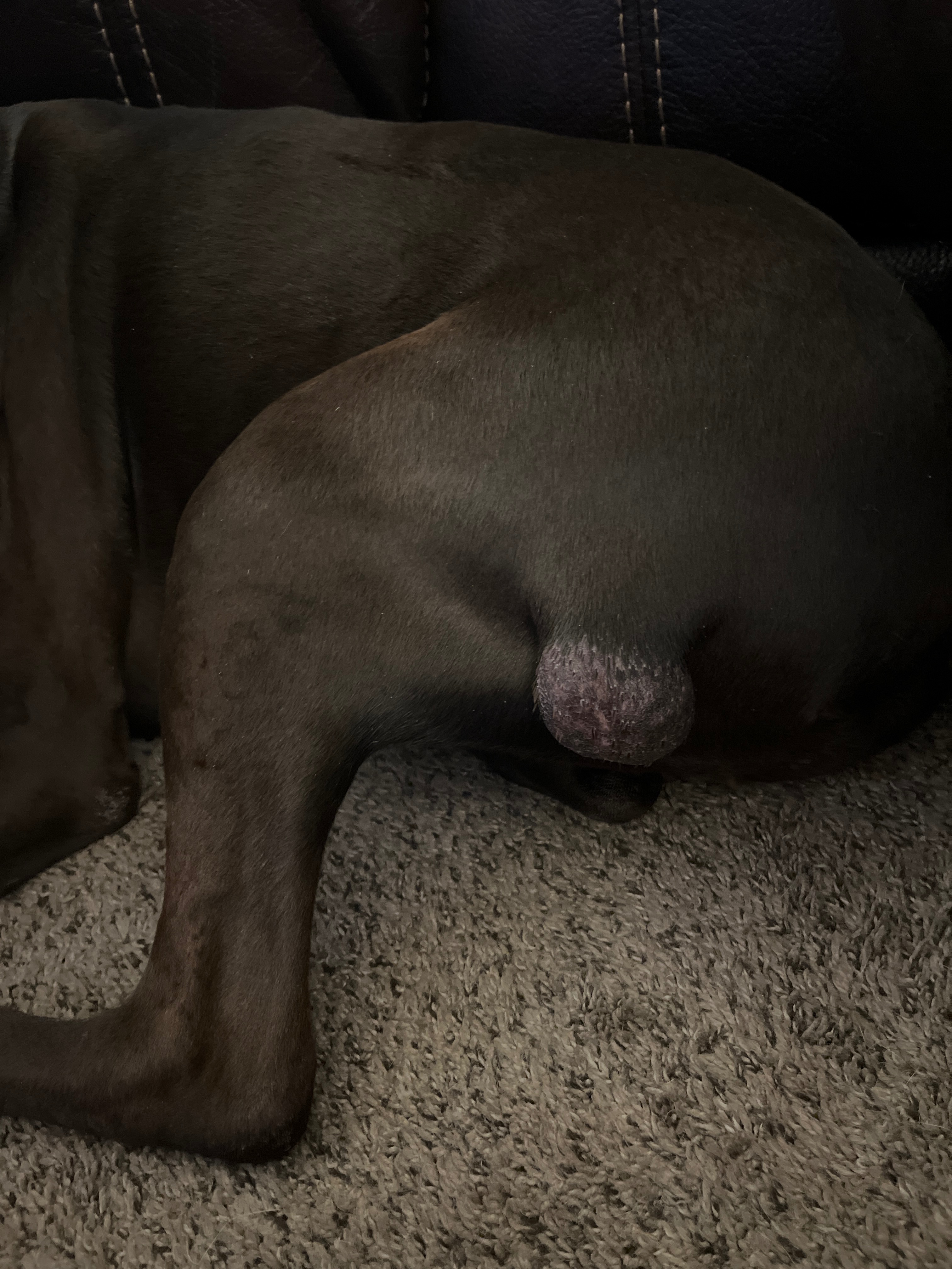 Loki’s Vet Bill campaign photo, 2 of 4