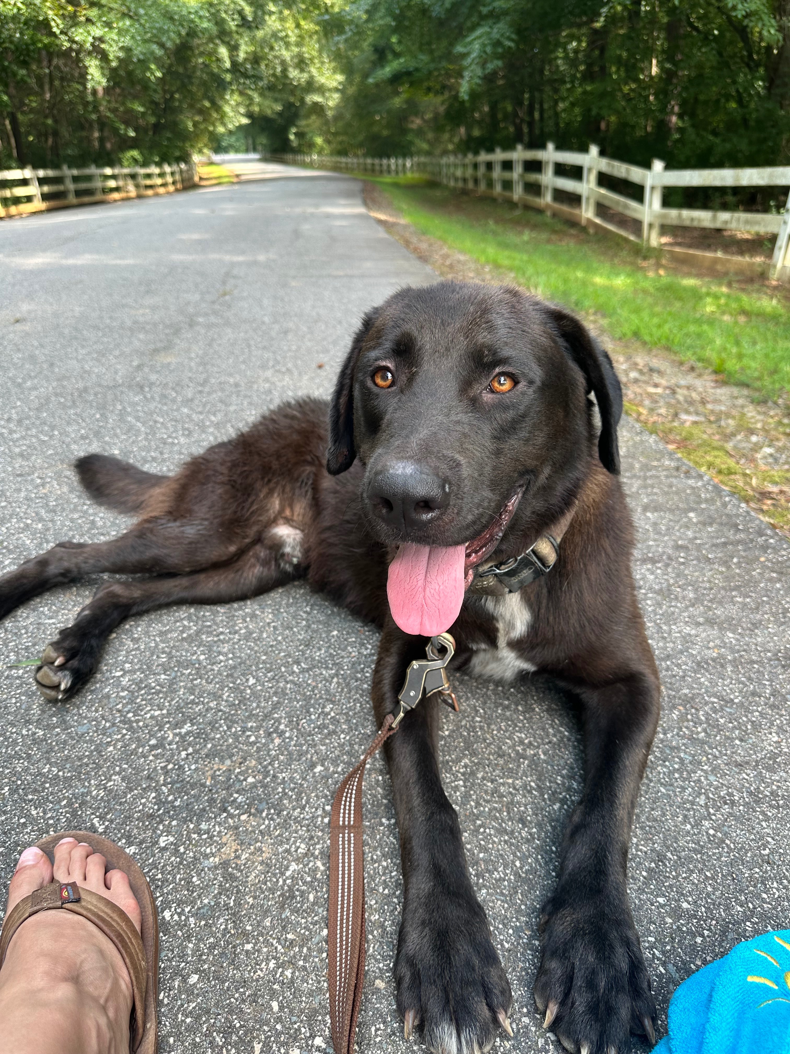 Donate to Bear's Heartworm Treatment Fund campaign photo, 5 of 6