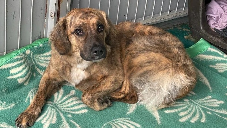 recaudación de fondos para mascotas abandonadas