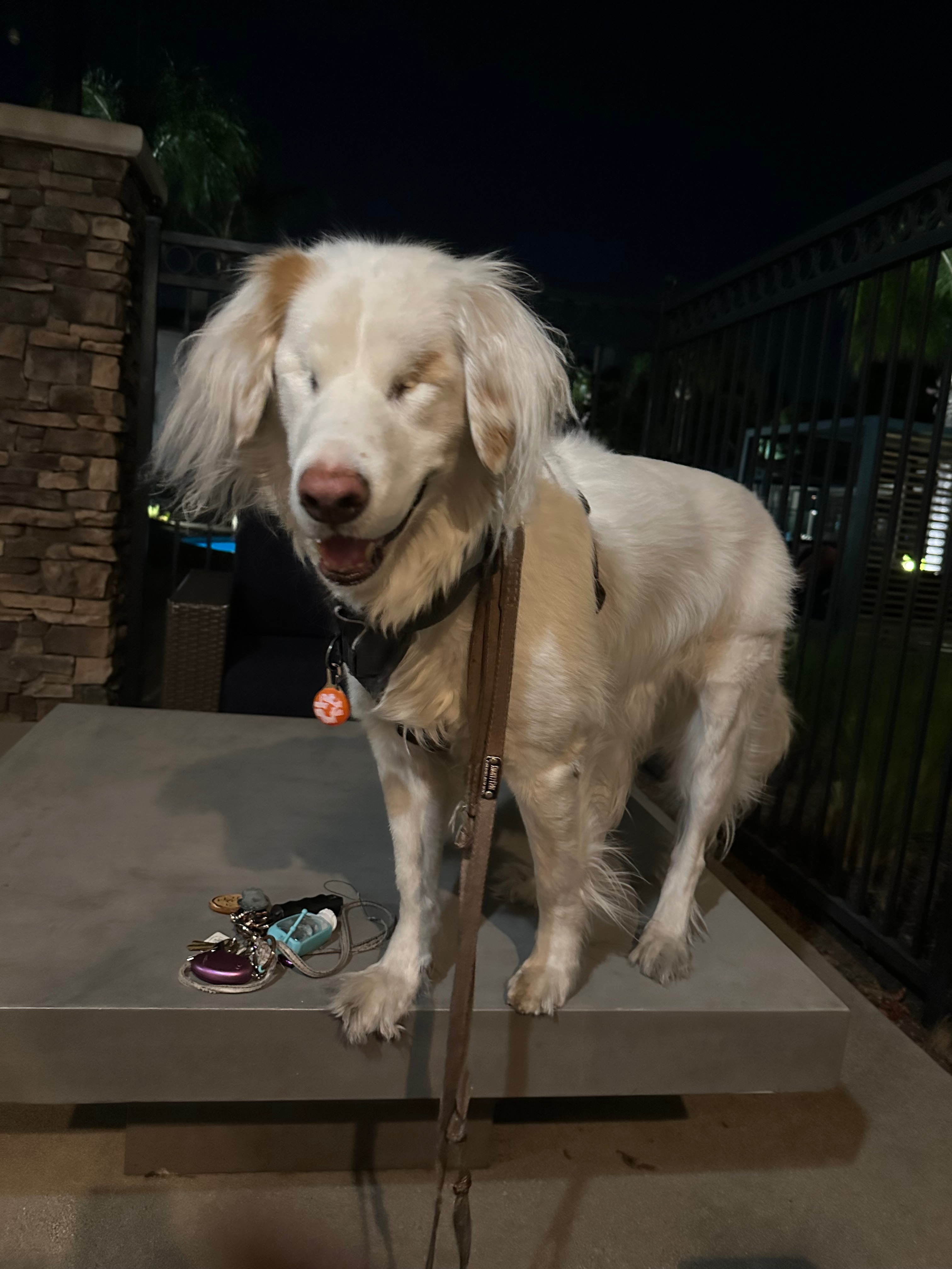 For Bravery’s tail amputation and cancer screening campaign photo, 2 of 7
