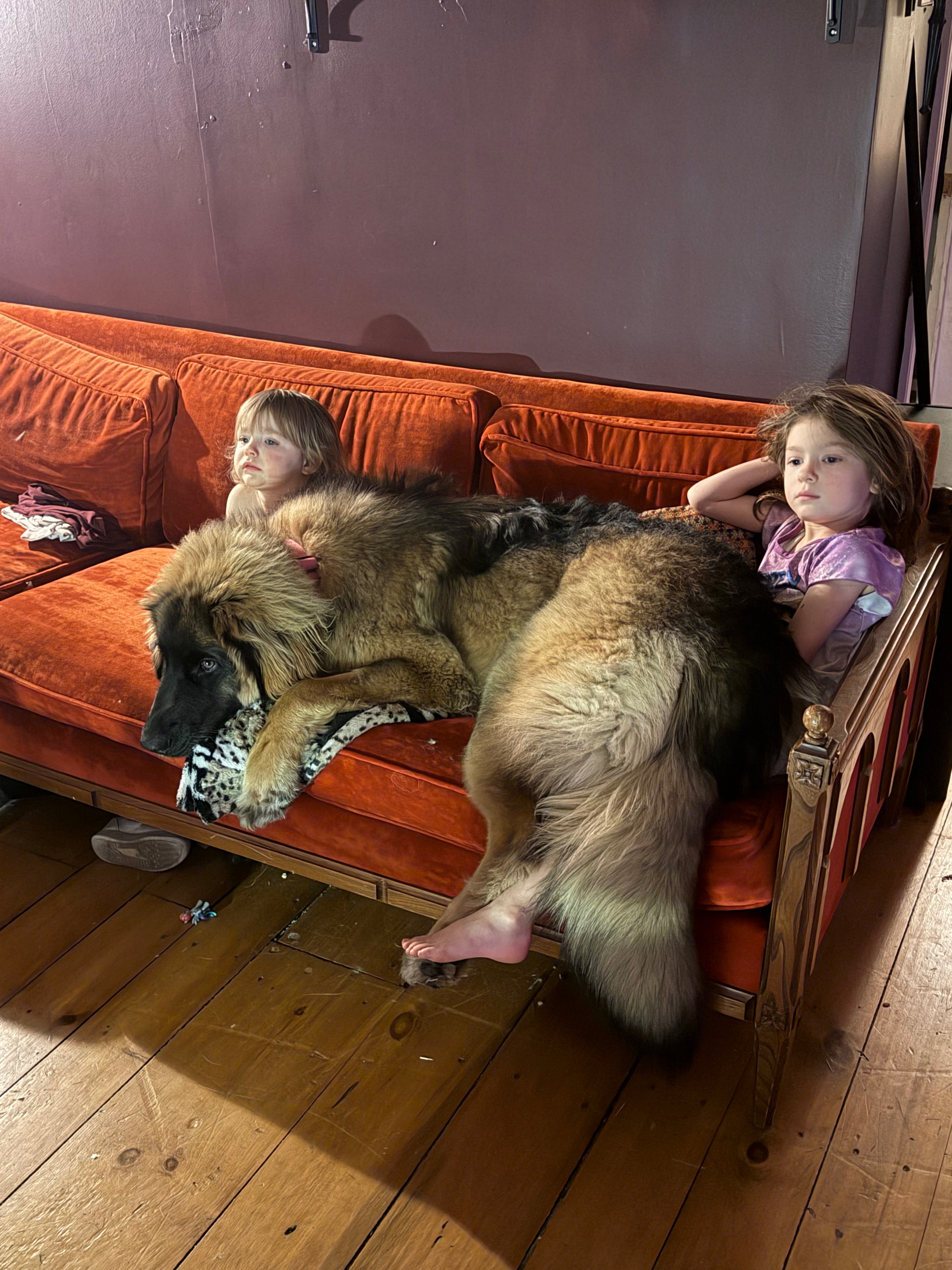 Bridget, notre magnifique leonberg ❤️ campaign photo, 6 of 7