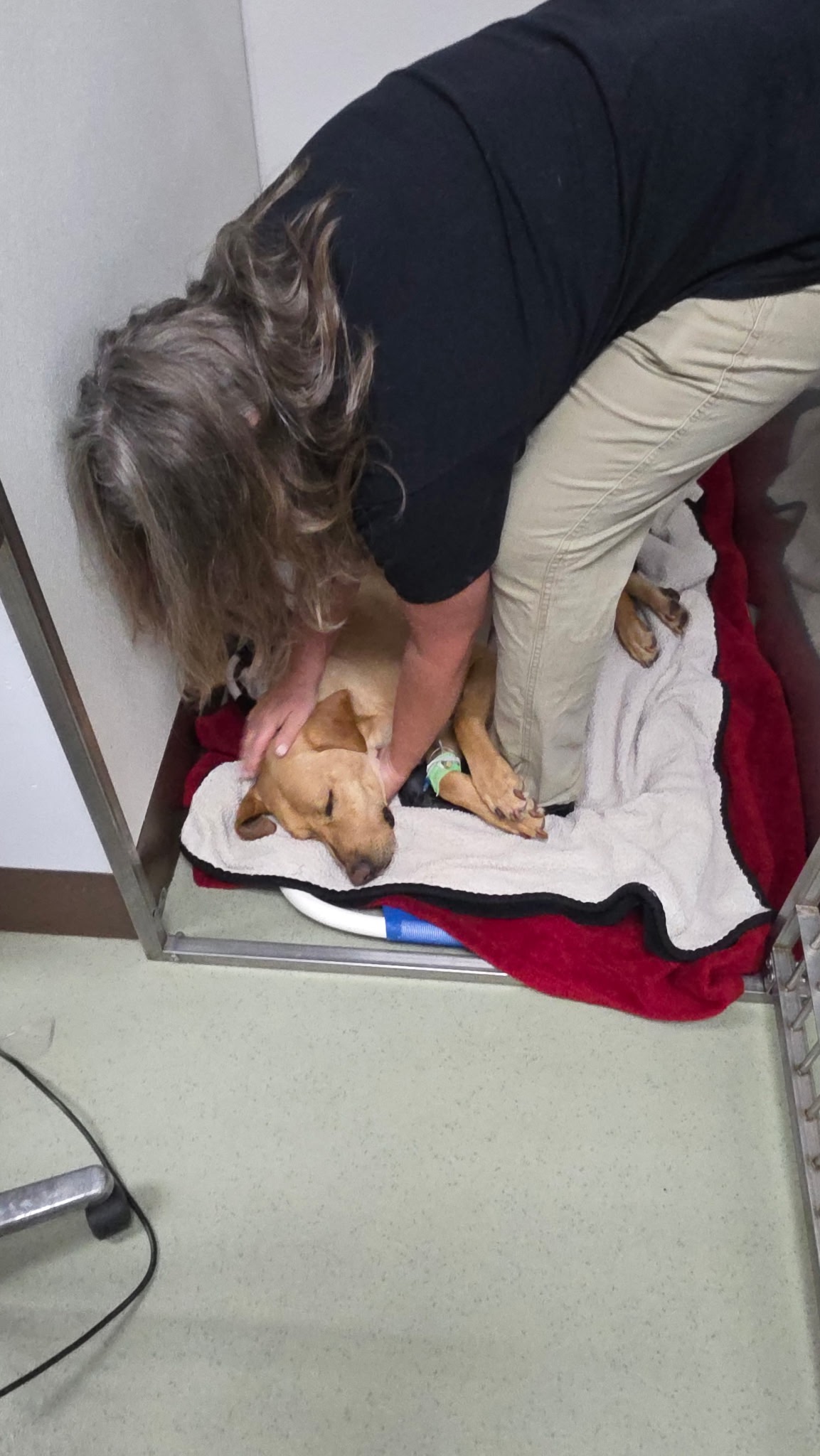 Help Rocky the RESCUE DOG campaign photo, 5 of 6