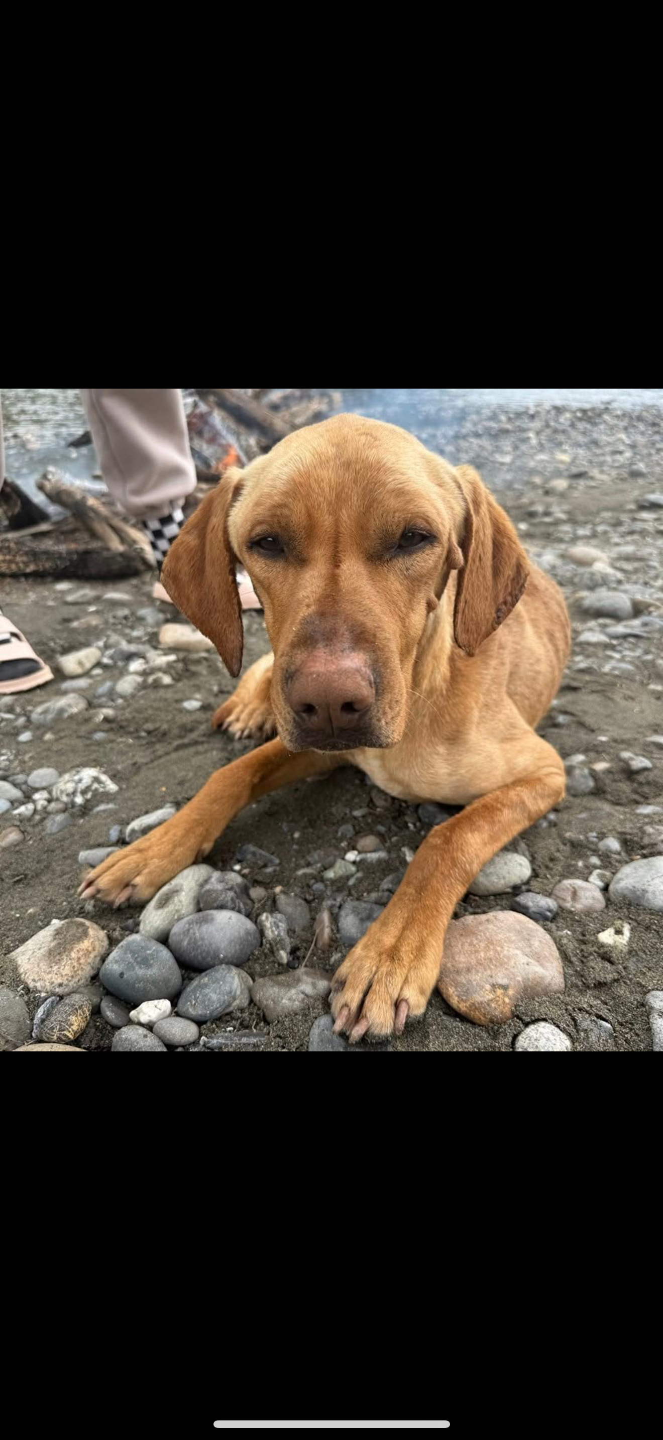 Help Rocky the RESCUE DOG campaign photo, 2 of 6