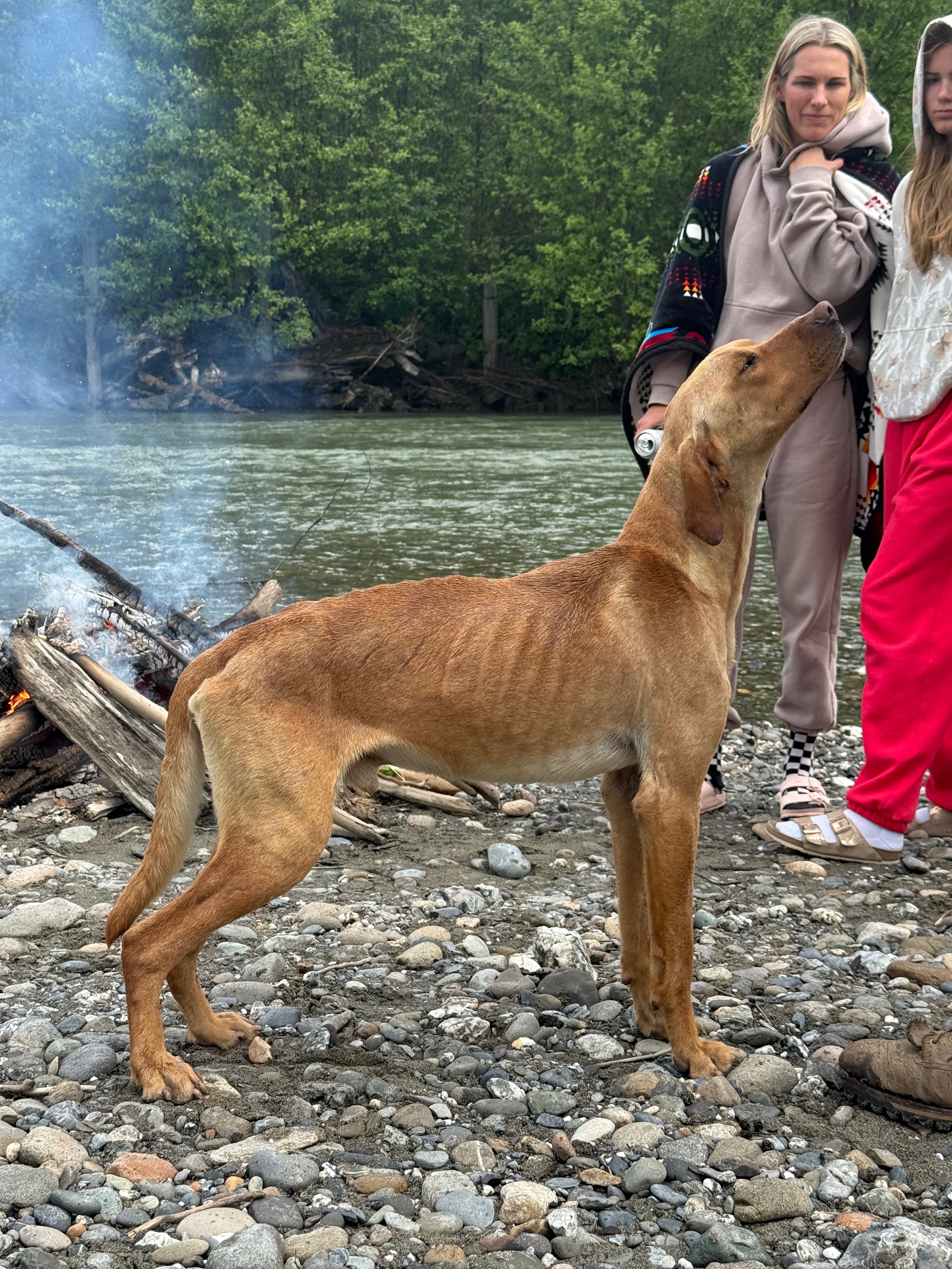 Help Rocky the RESCUE DOG campaign photo, 4 of 6
