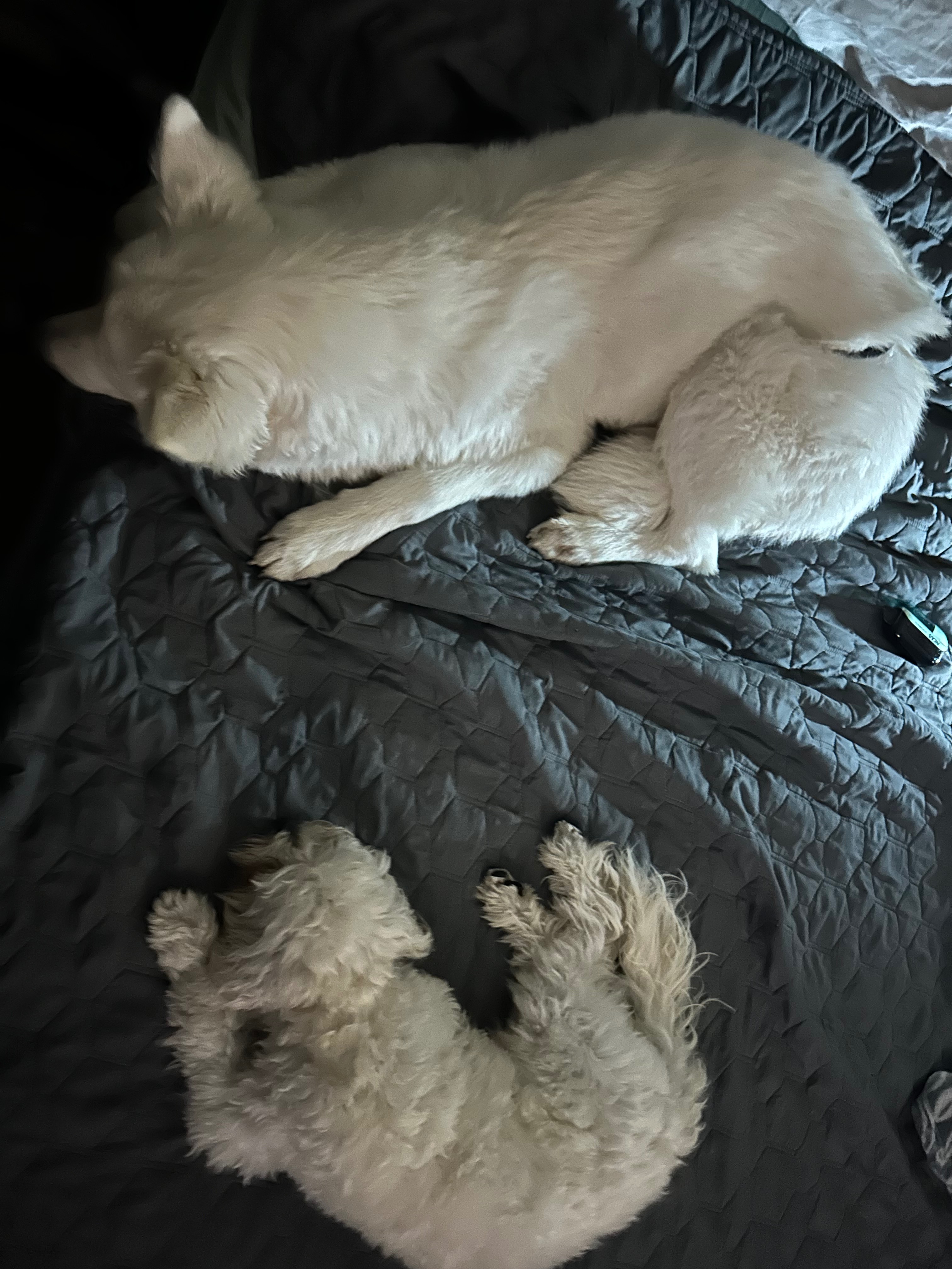 Help Taugata's Precious Dog Get Surgery campaign photo, 5 of 6