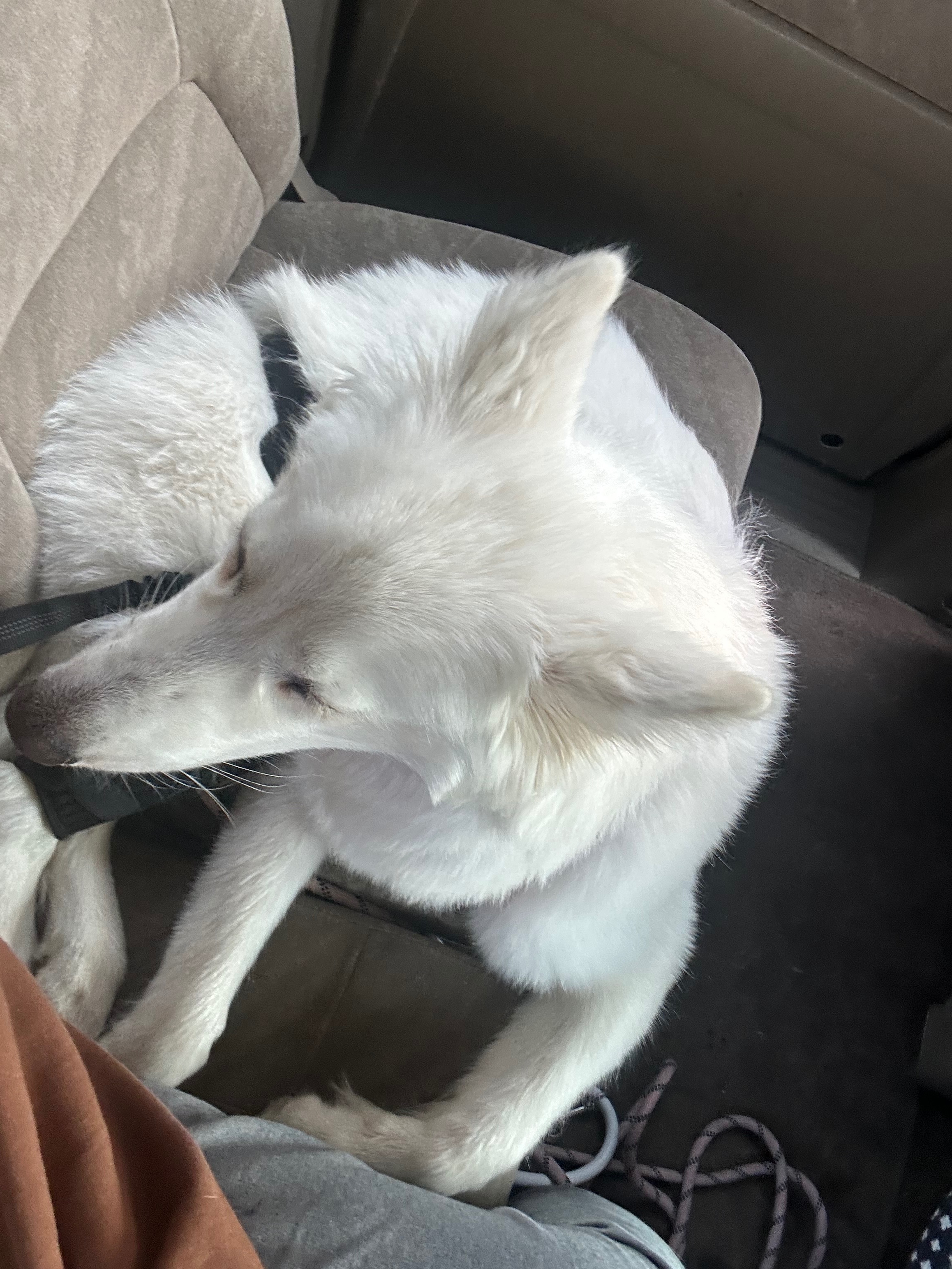 Help Taugata's Precious Dog Get Surgery campaign photo, 2 of 6