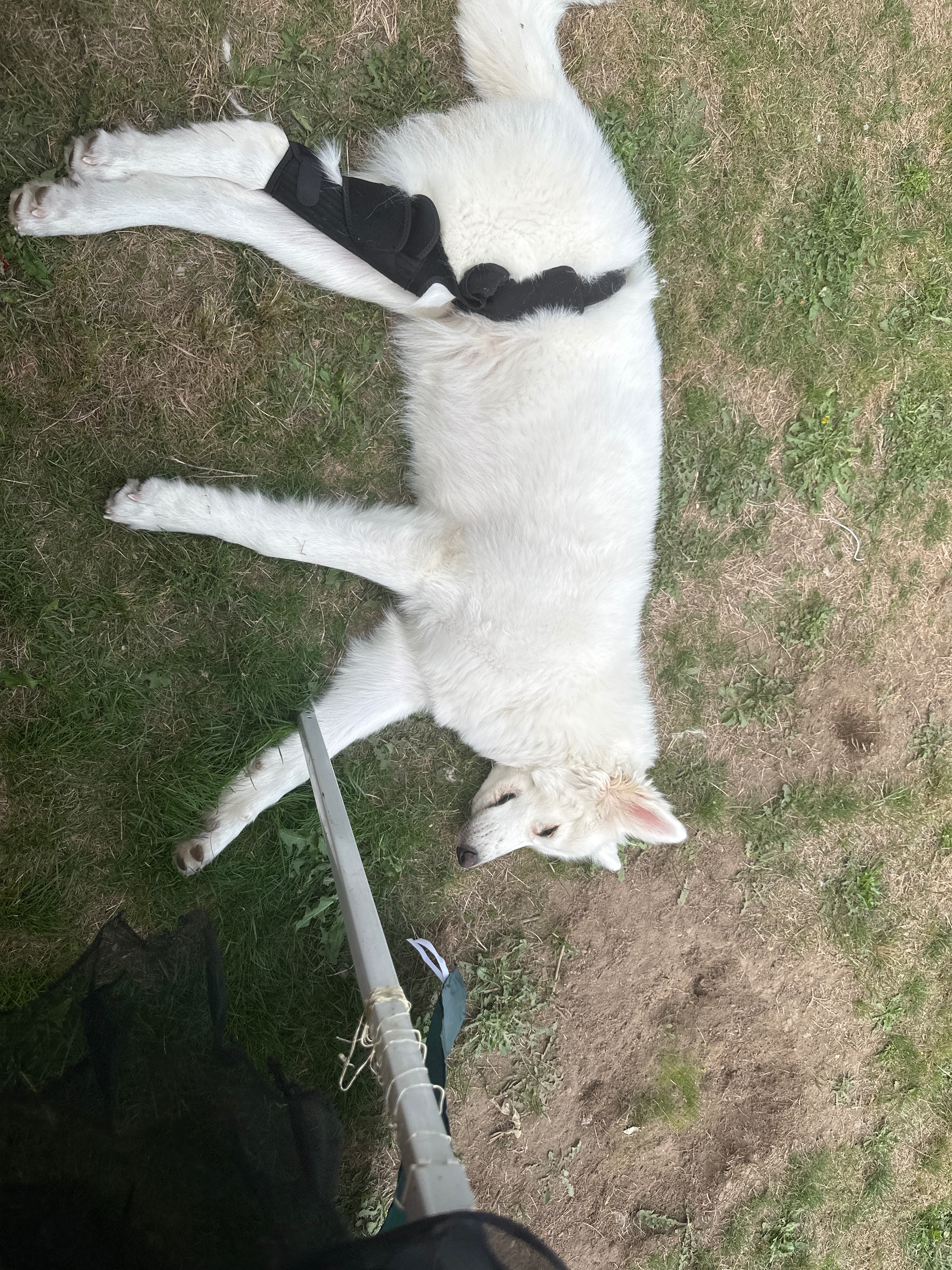 Help Taugata's Precious Dog Get Surgery campaign photo, 4 of 6